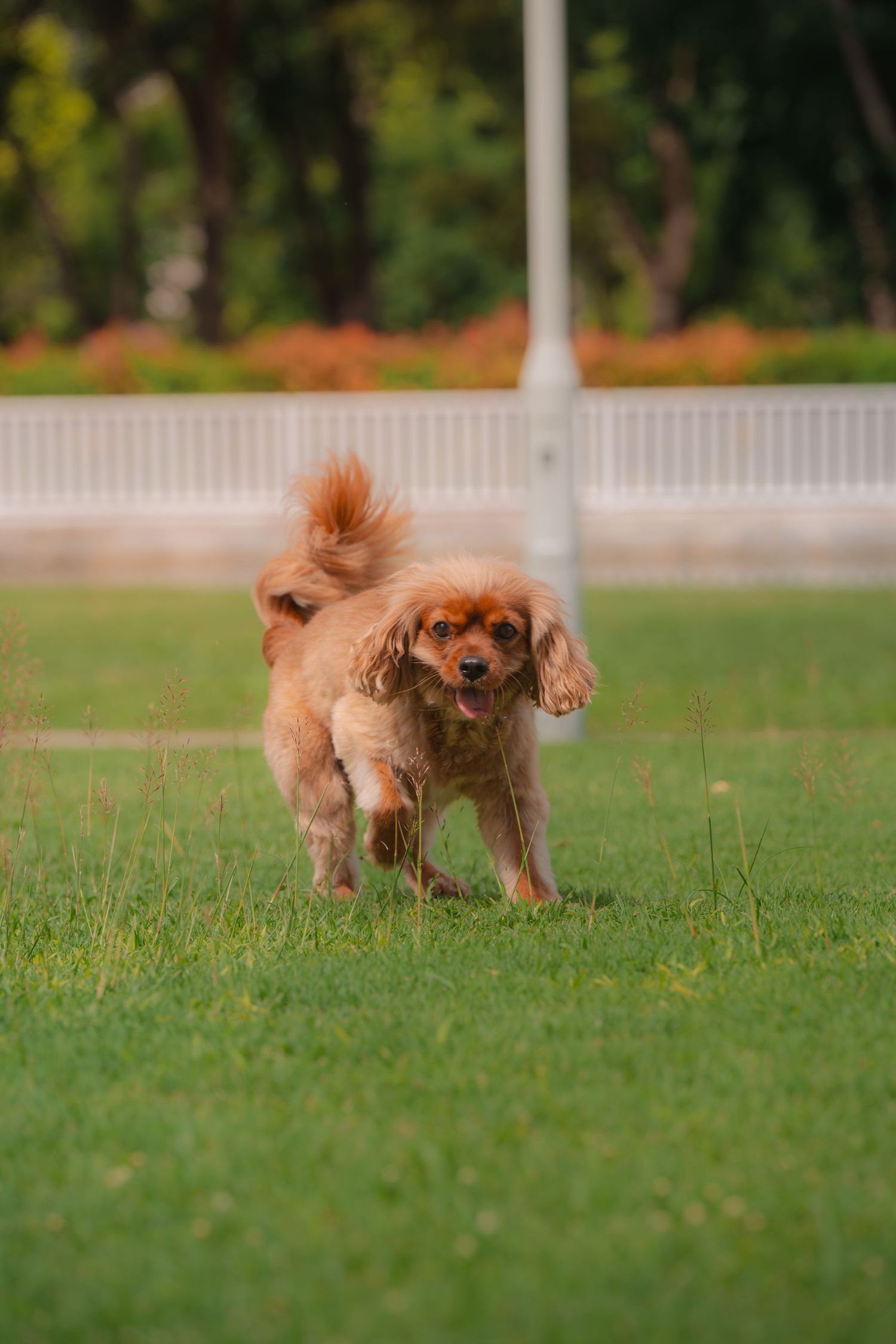 A fluffy golden Cavalier King Charles Spaniel stands on lush green grass in a park, tail raised, looking at the camera.