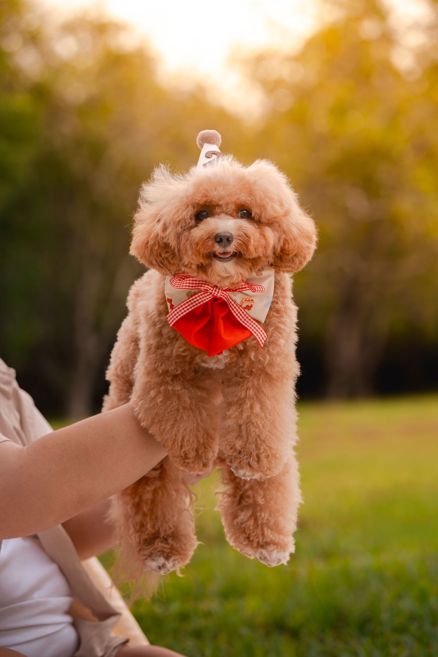 Small brown toy poodle puppy with red bow being held up in a sunny outdoor park setting.