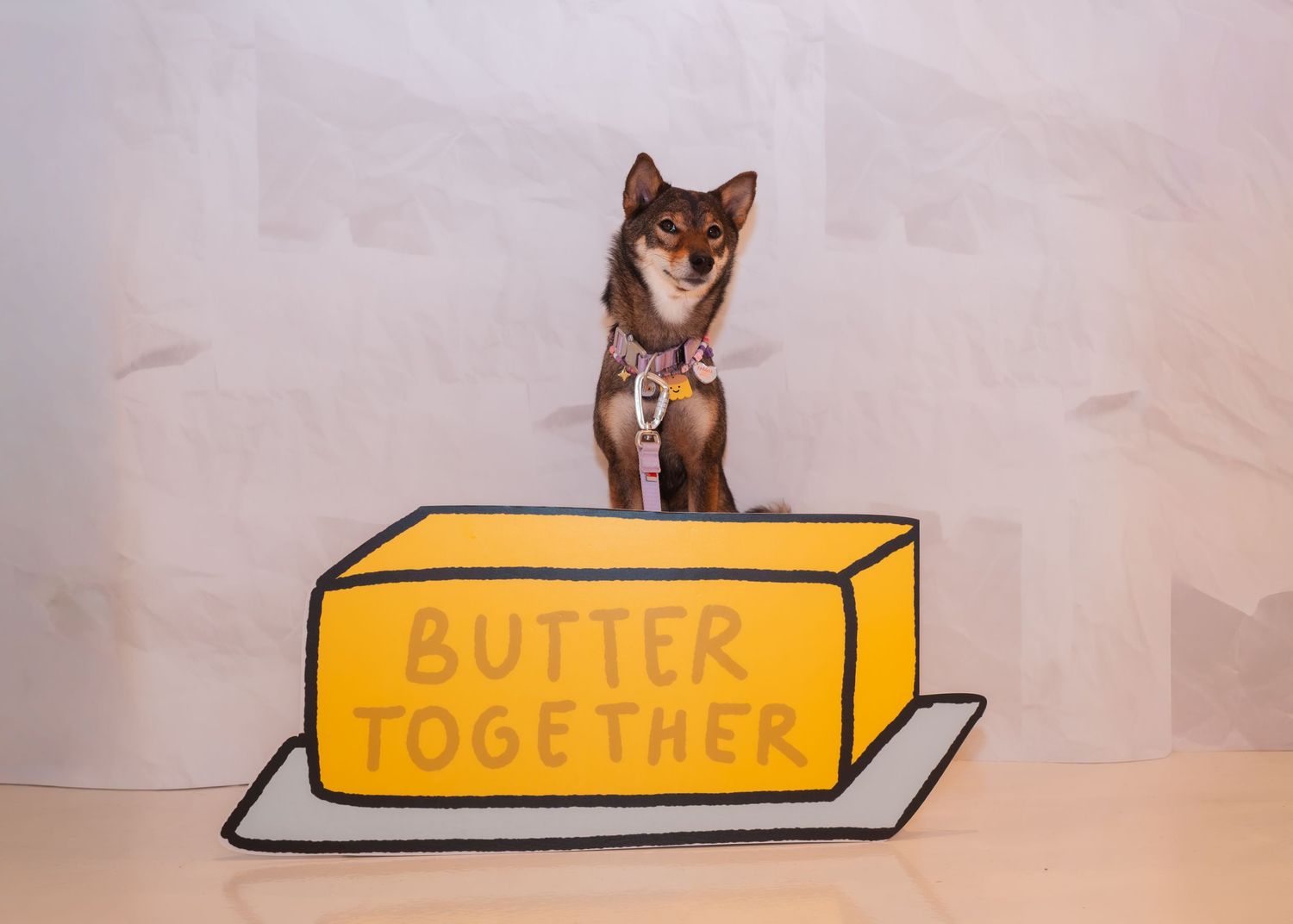 Series of boxes with a dog posing next to yellow signage.