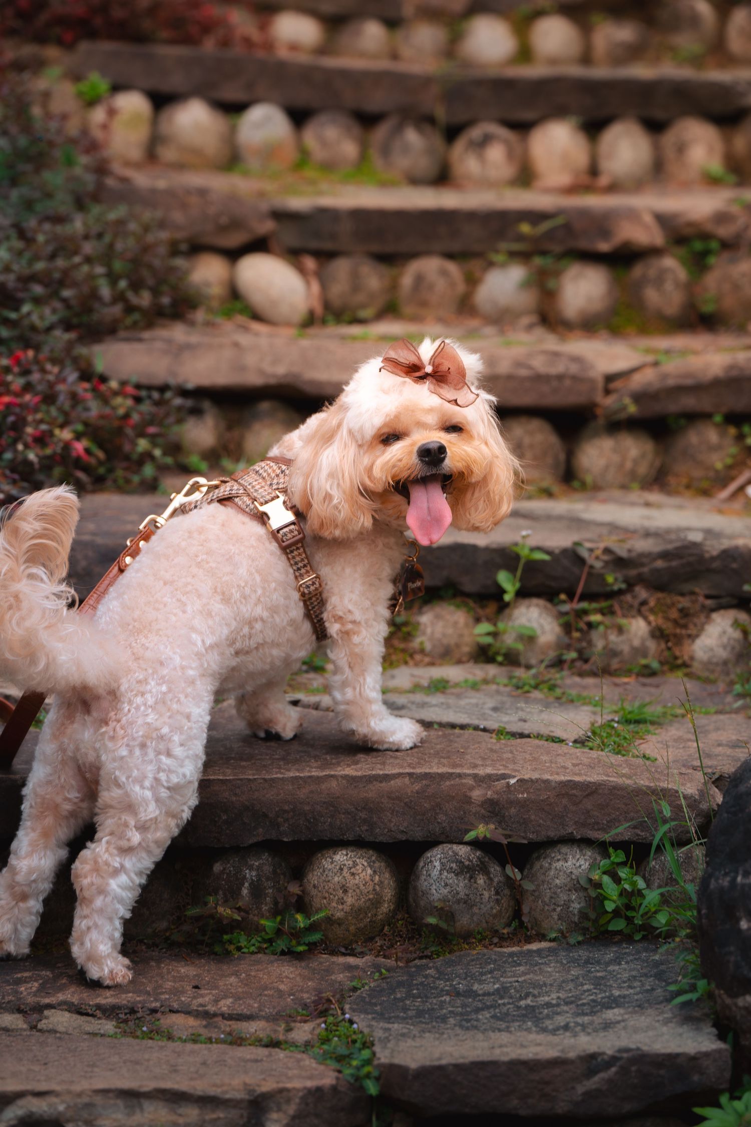 Cute goldendoodle puppy with pink bow stands on rustic stone steps.