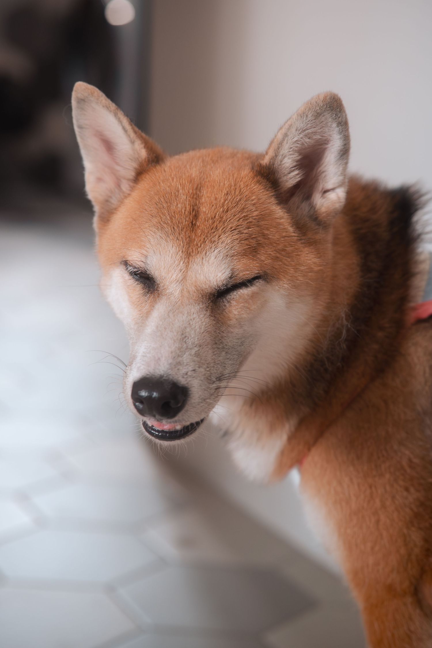 A content Shiba Inu dog with reddish-brown fur closes its eyes in a peaceful expression.