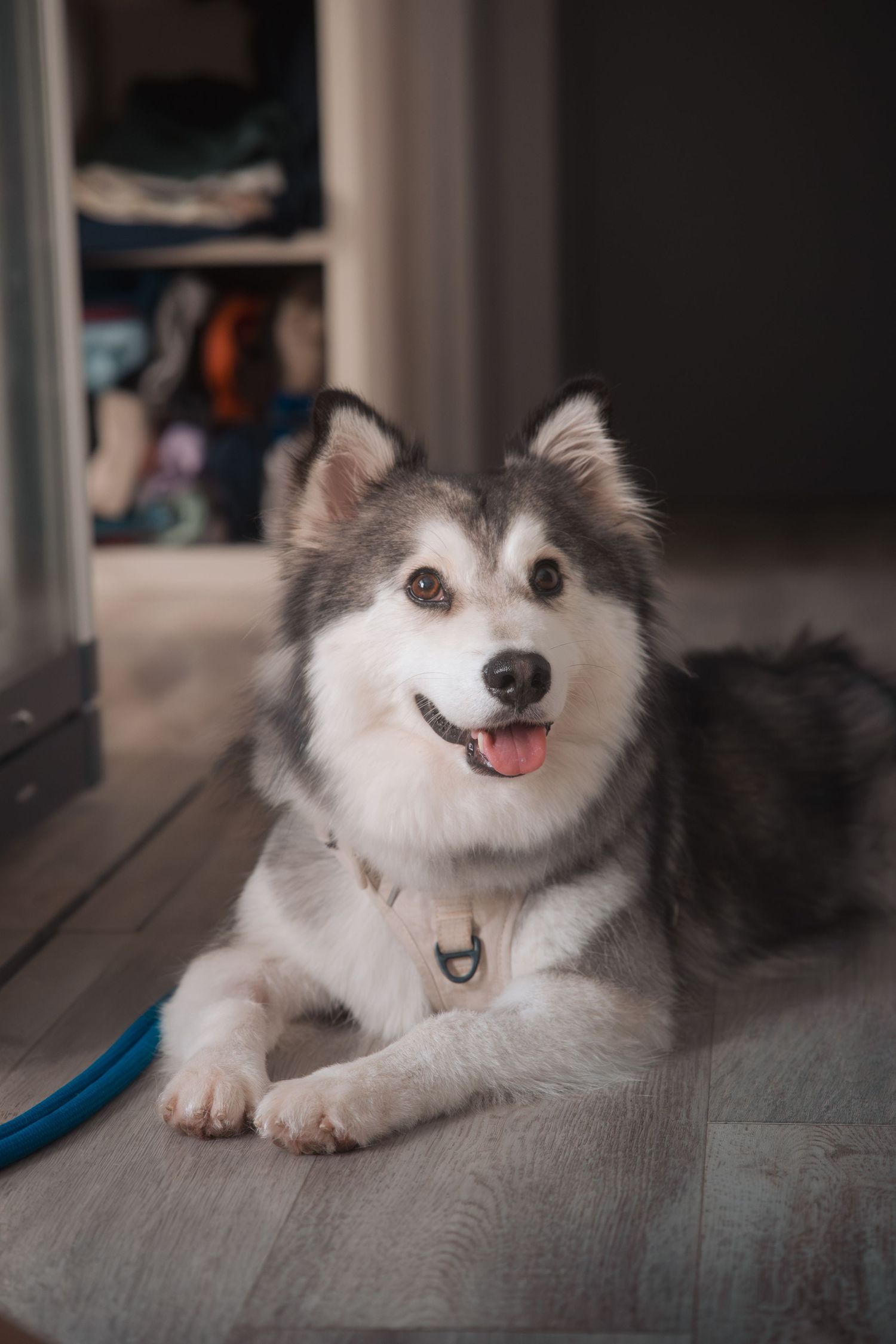 A happy Alaskan Malamute dog with black and white fur lies on a gray couch showing a playful expression.