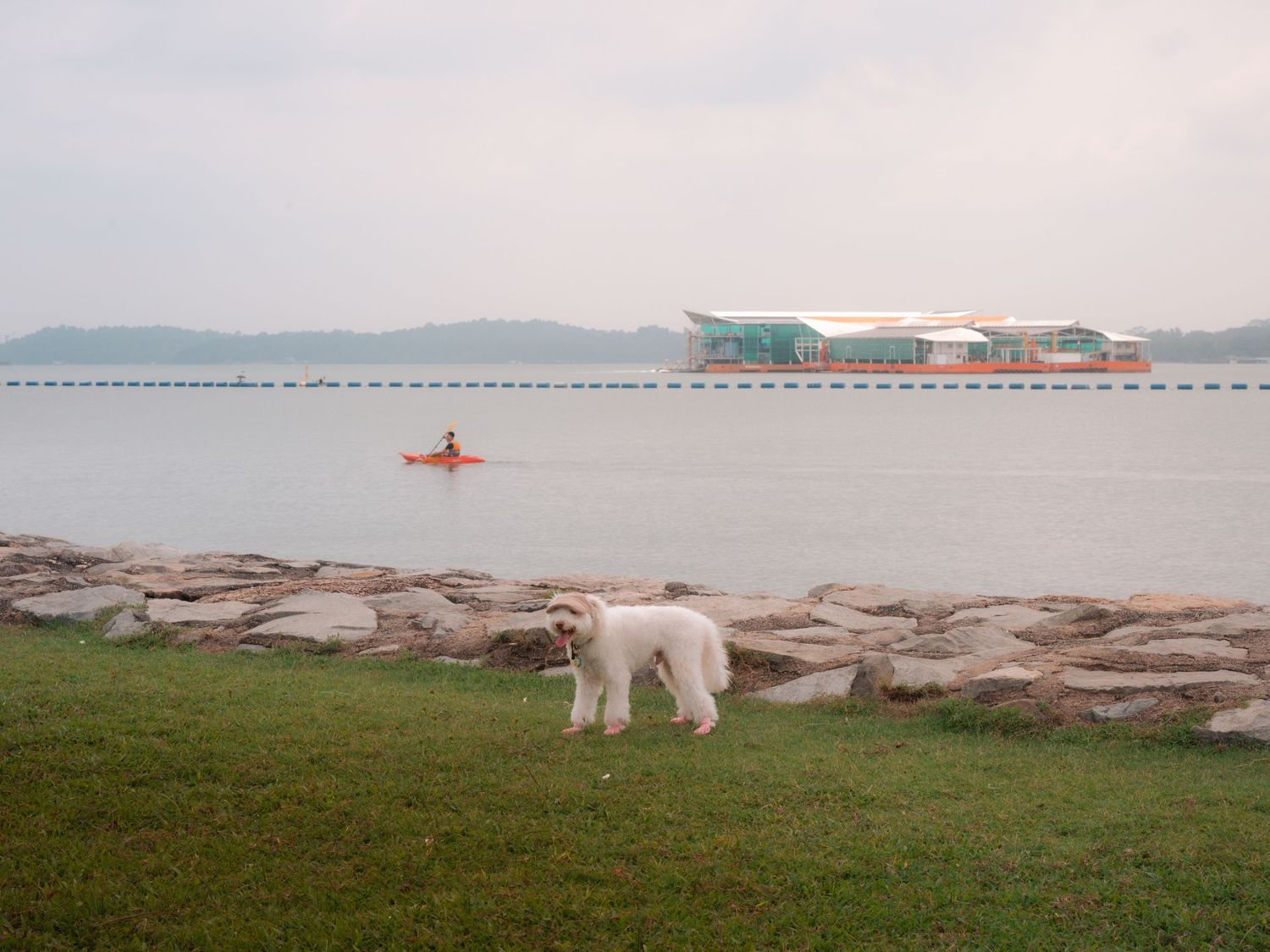 A white dog stands on rocky shoreline overlooking a misty waterfront view.