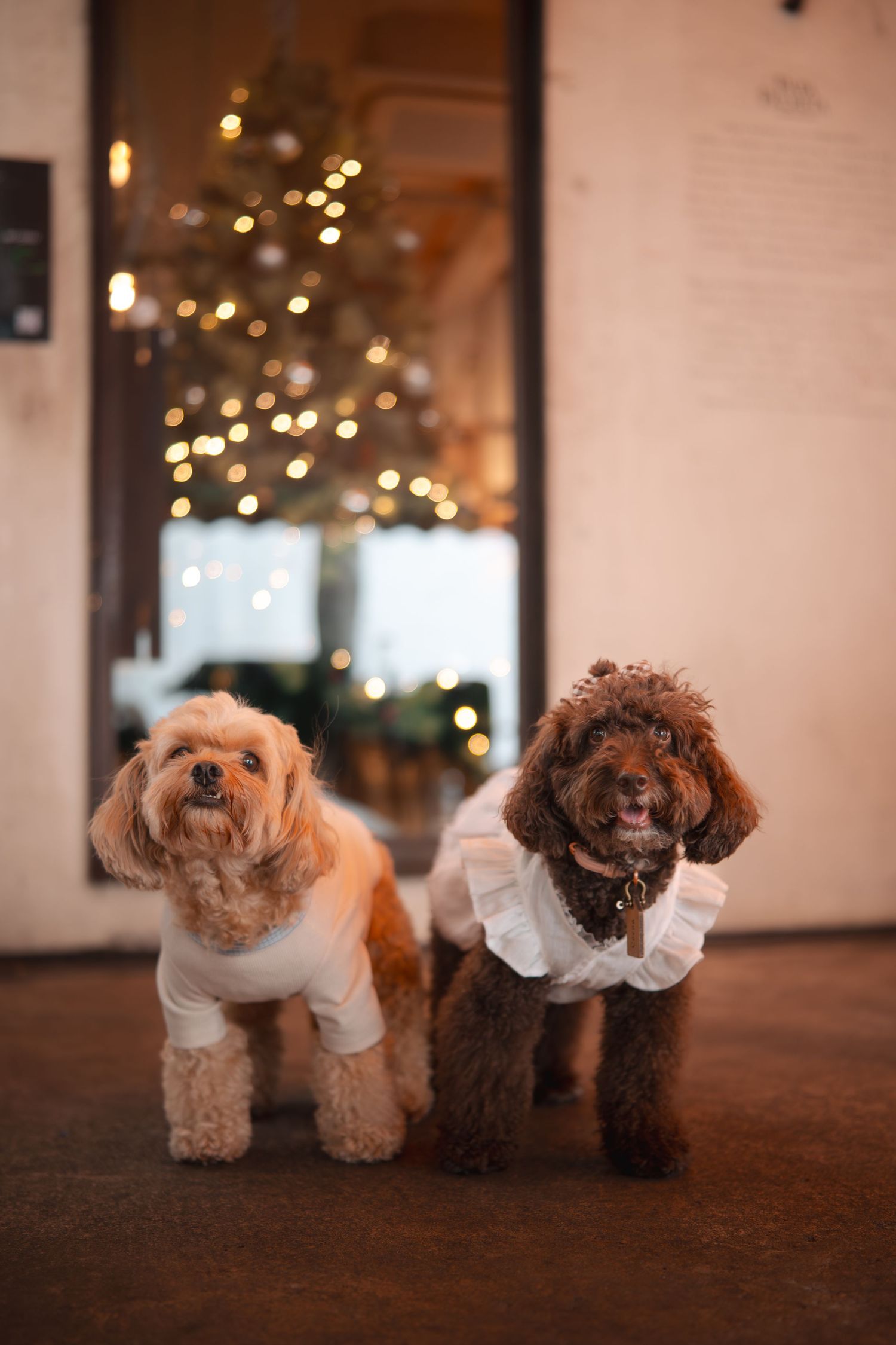 Two small brown poodle dogs wearing white collars stand together in a dimly lit room with twinkling lights in background.