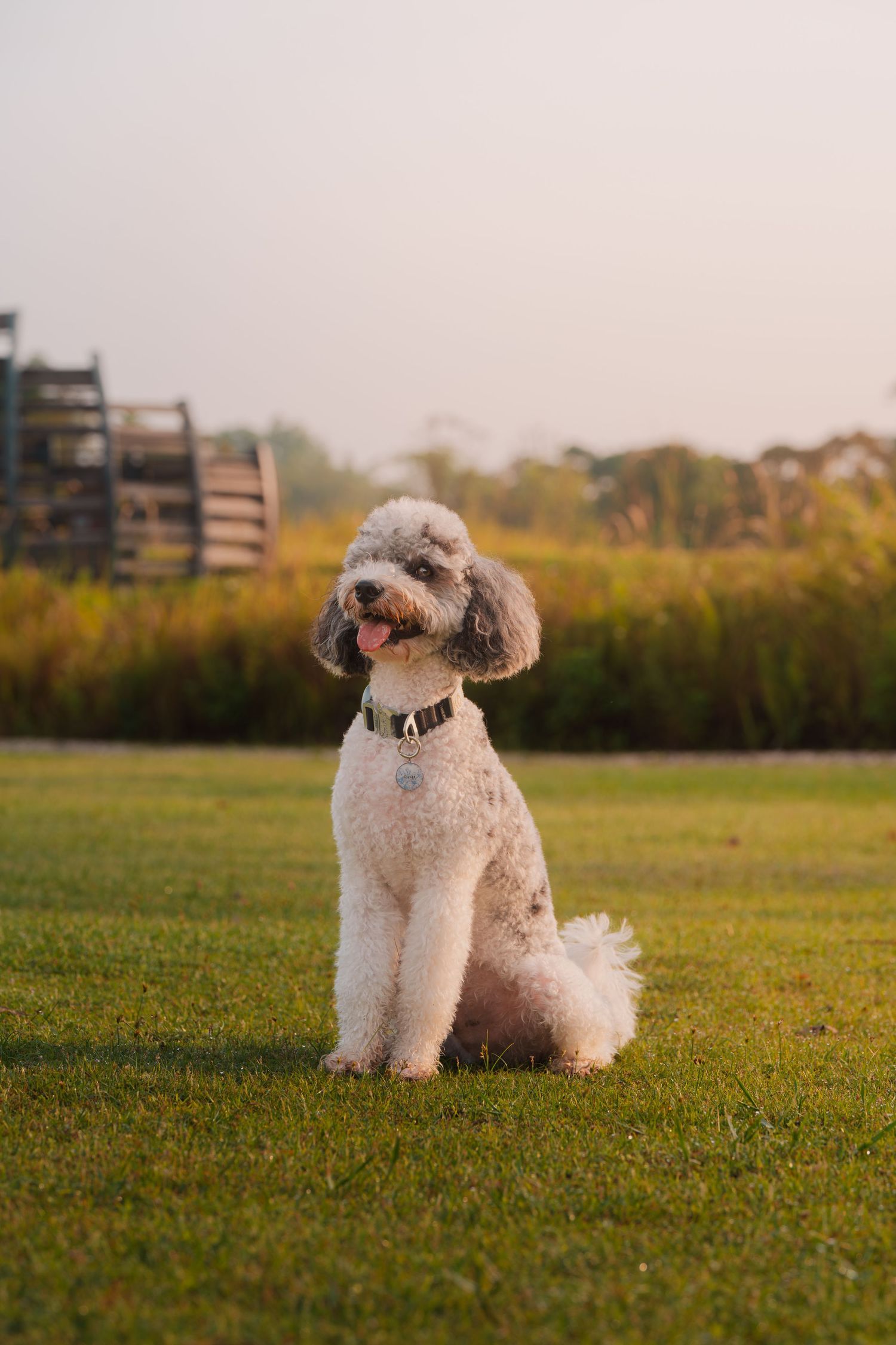 A fluffy gray and white poodle sits on green grass outdoors, tongue out, wearing a collar with a tag.
