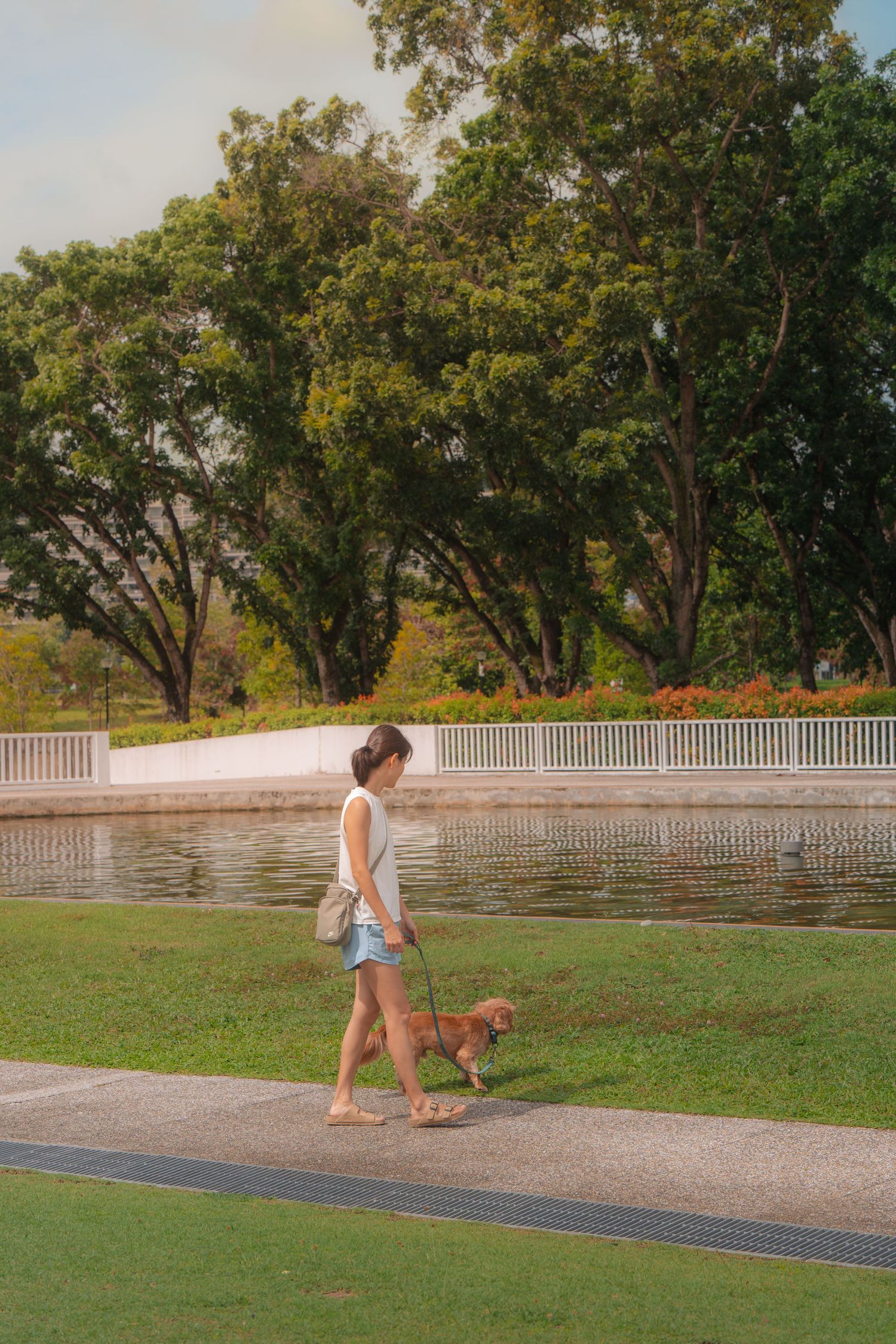 Woman walking a small brown dog on a leash in a sunny park with lush green trees and a reflecting pool.