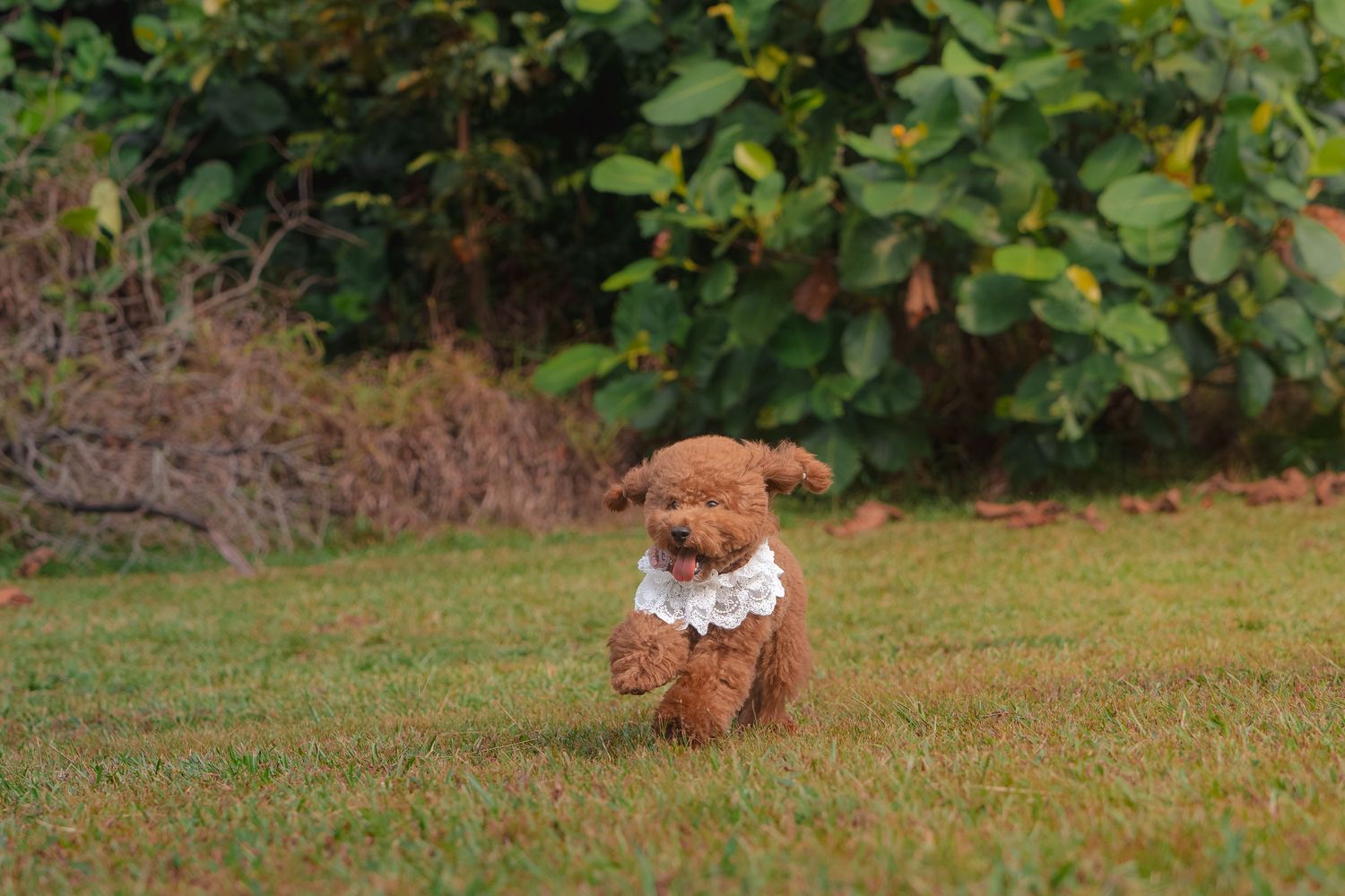 A fluffy brown toy poodle puppy wearing a white lace collar runs playfully across a green grassy lawn.