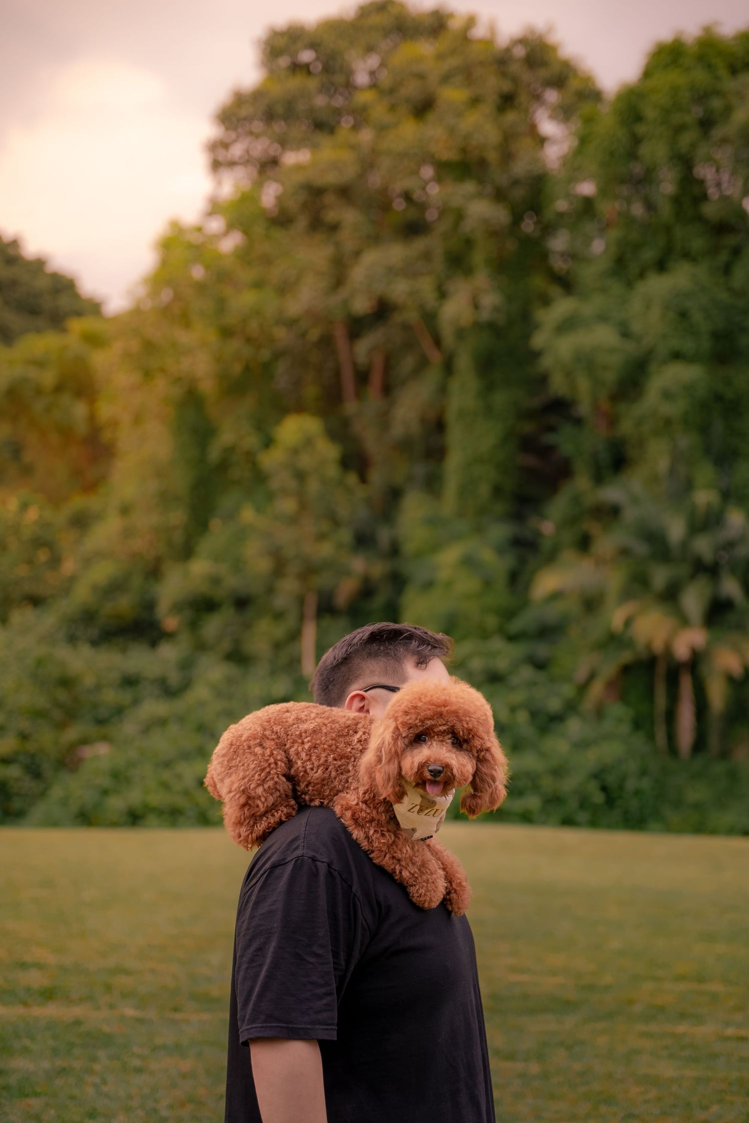 Man in black t-shirt carrying a fluffy brown poodle on his shoulders in a lush green park at dusk.