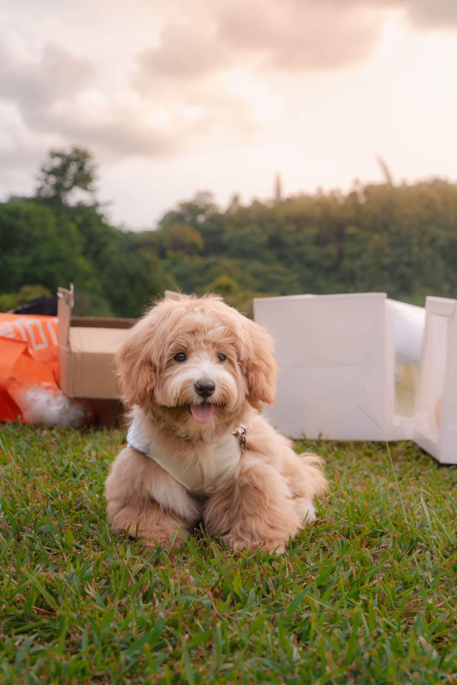 Fluffy apricot Maltipoo puppy sitting on green grass outdoors at sunset with boxes in the background.