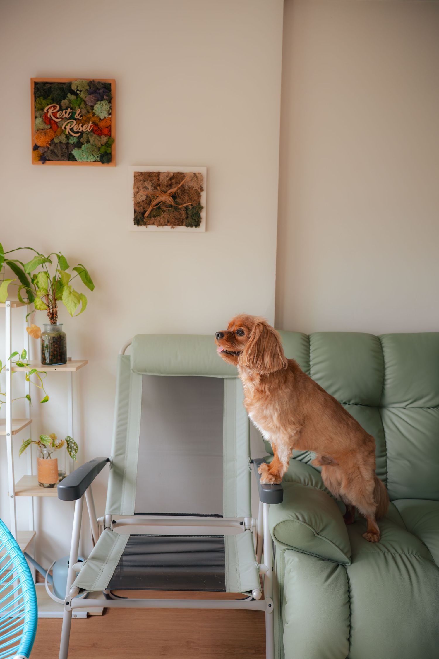 A fluffy brown Cavalier King Charles Spaniel stands on a mint green leather sofa in a cozy living room with wall art.