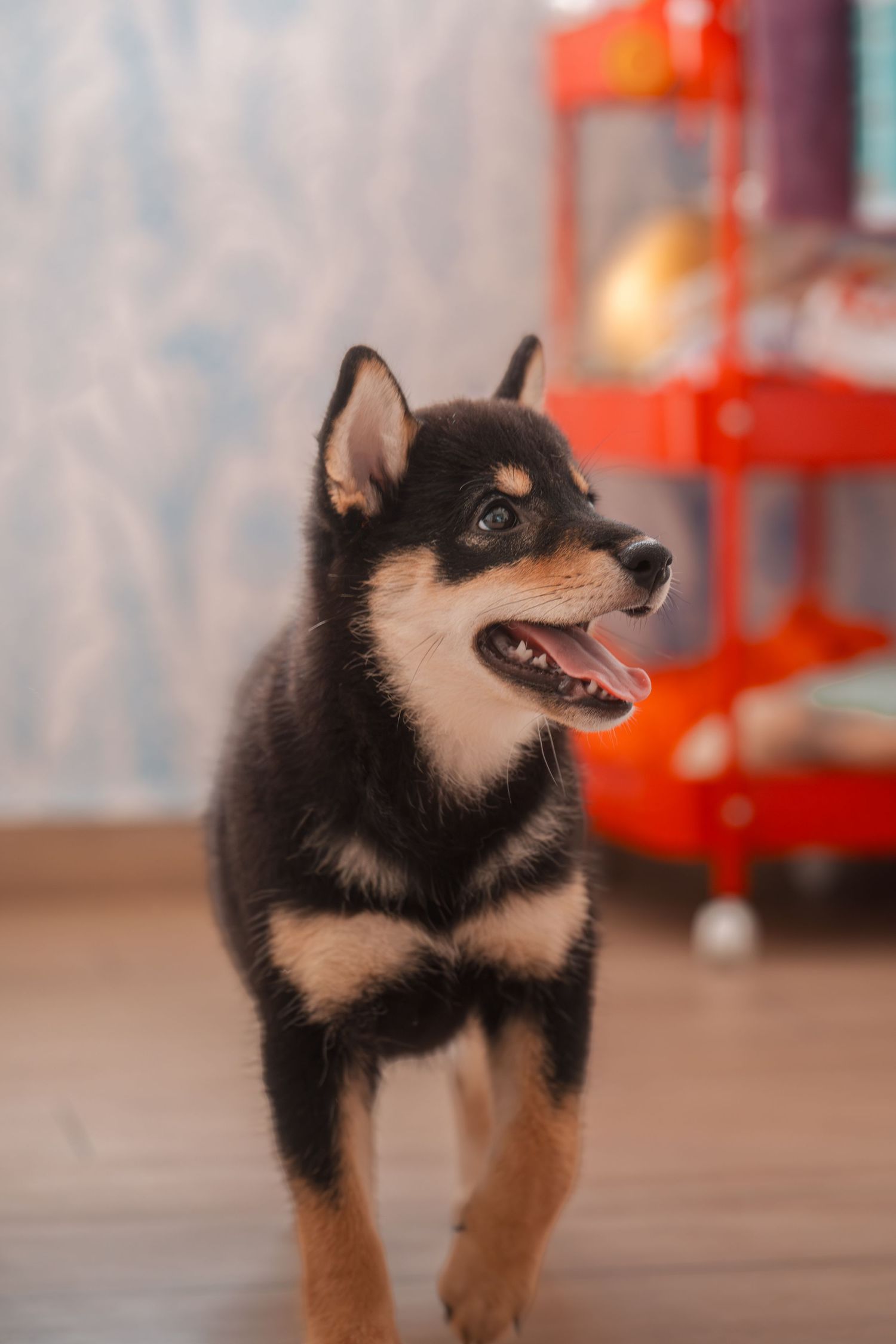 A playful black and tan Shiba Inu puppy stands indoors with mouth open, looking alert against a blue wall.