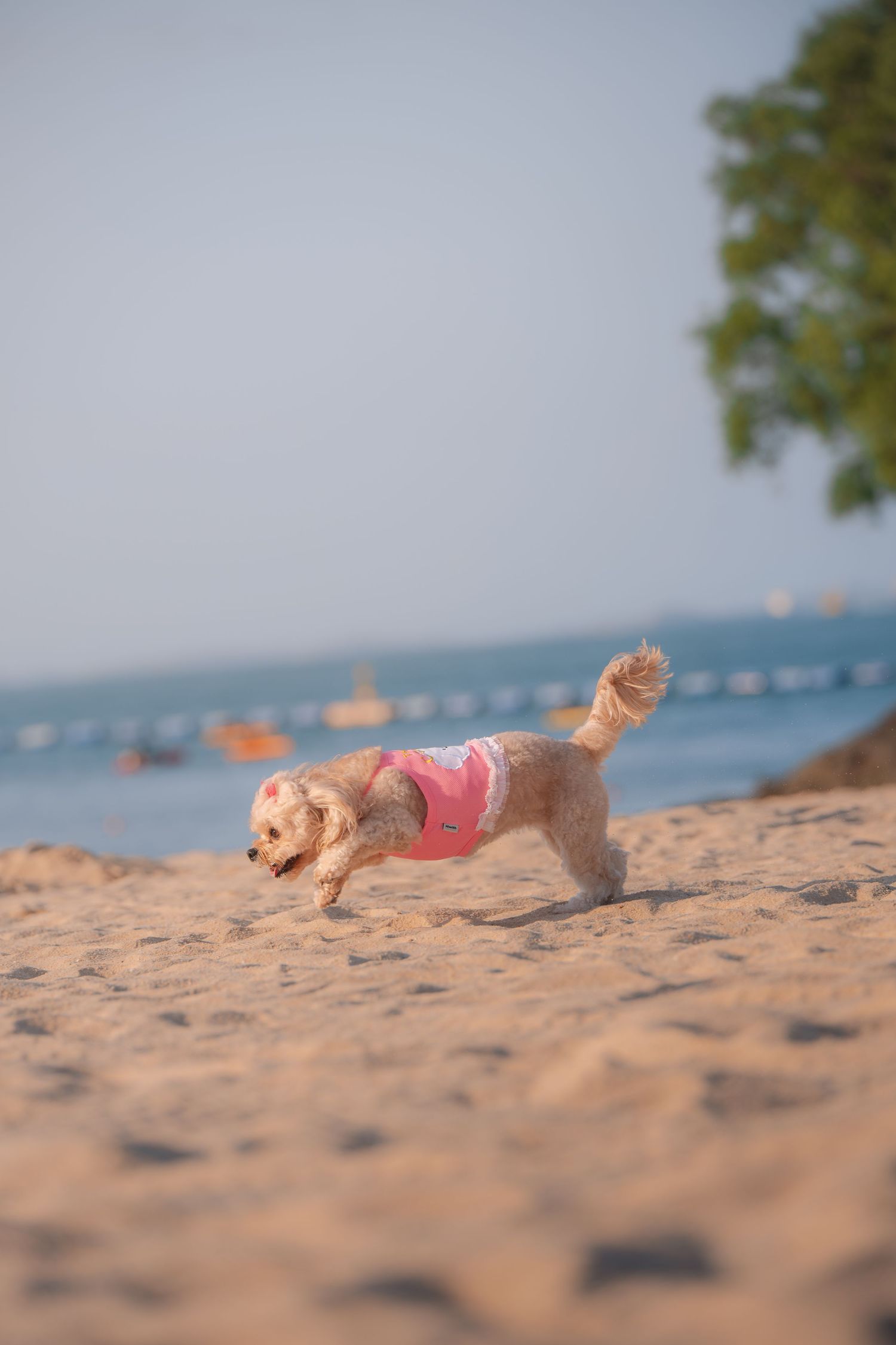 A small dog wearing a pink outfit runs playfully on a sandy beach with blue ocean water in the background.