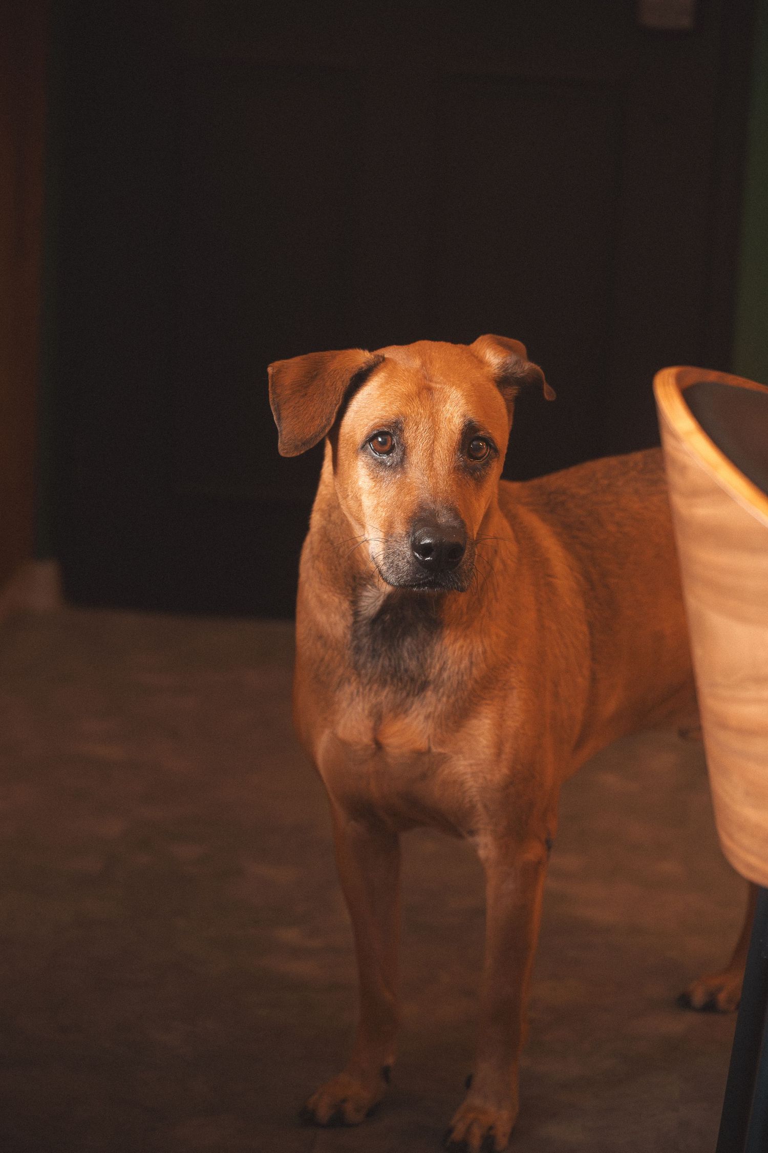 Brown mixed breed dog stands alertly on wooden floor with attentive expression and perked ears.