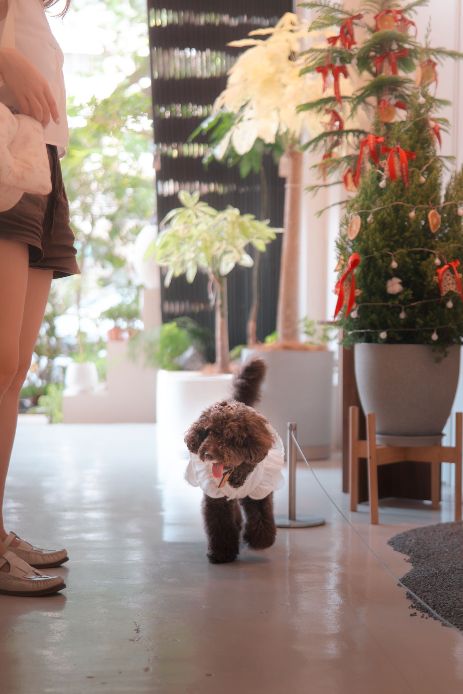A small dog plays on a hardwood floor near potted plants in a bright indoor space.