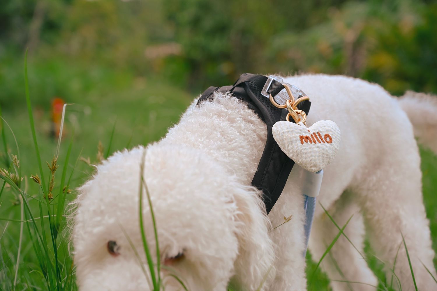A fluffy white dog with a black harness exploring tall grass.
