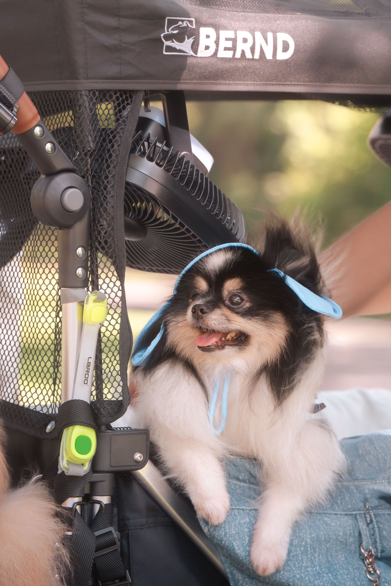 A black and white cat relaxes in a mesh carrier while wearing a light blue harness.