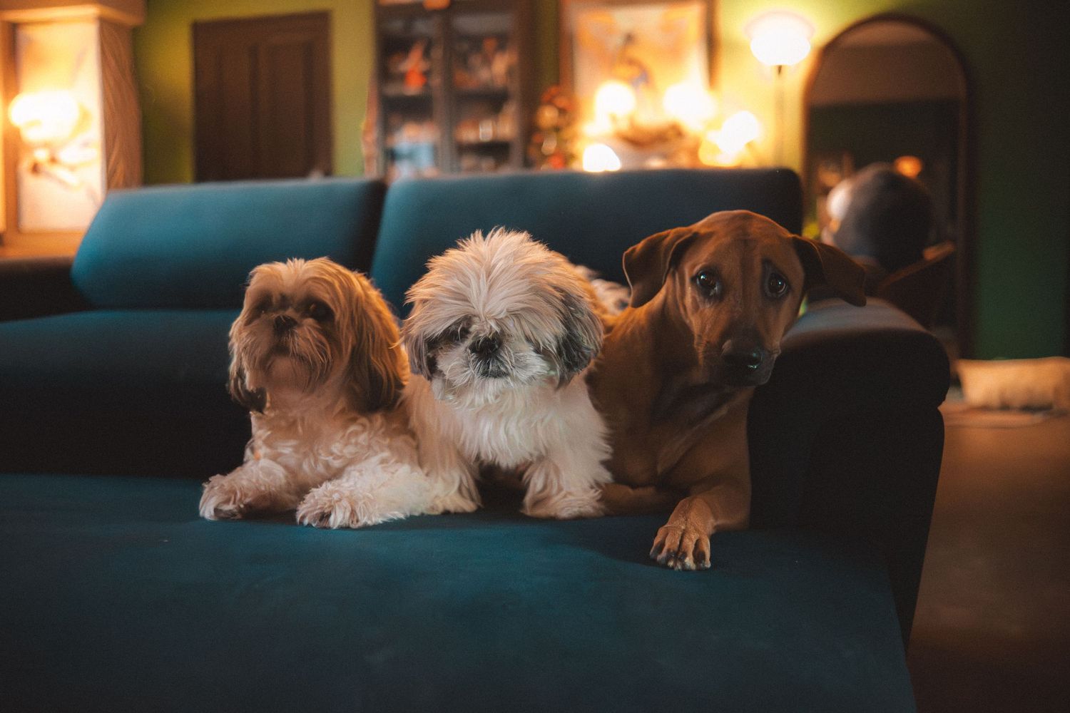 Small brown and white dog rests peacefully on a dark couch in a cozy room with warm lighting.