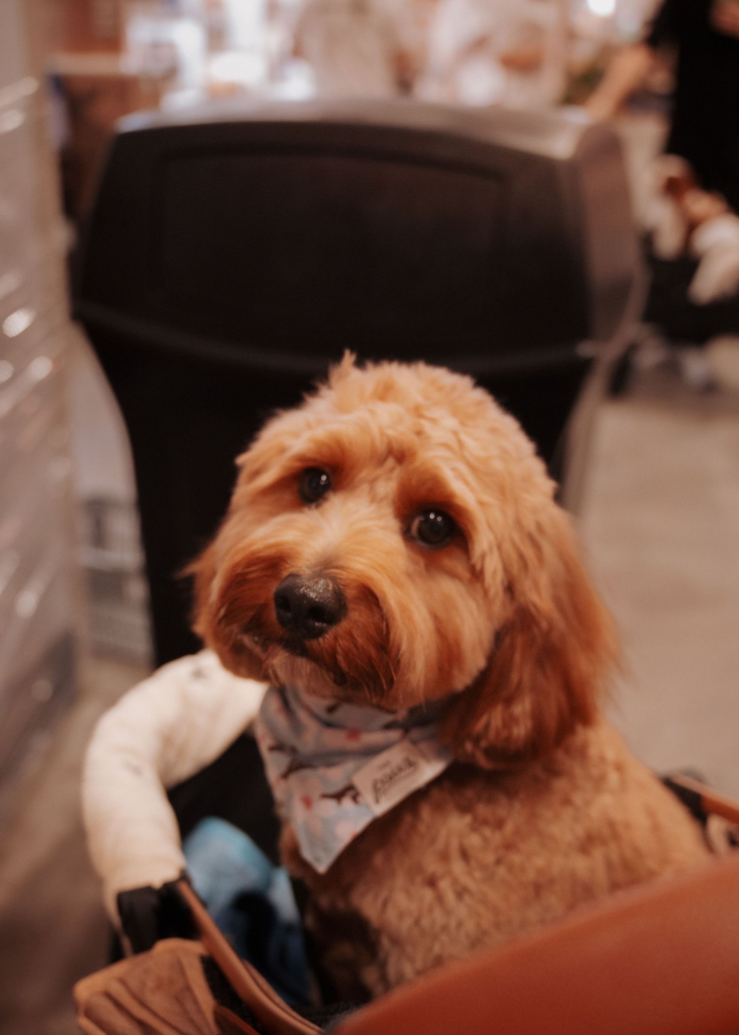 Small brown dog wearing medical protective gear during treatment.