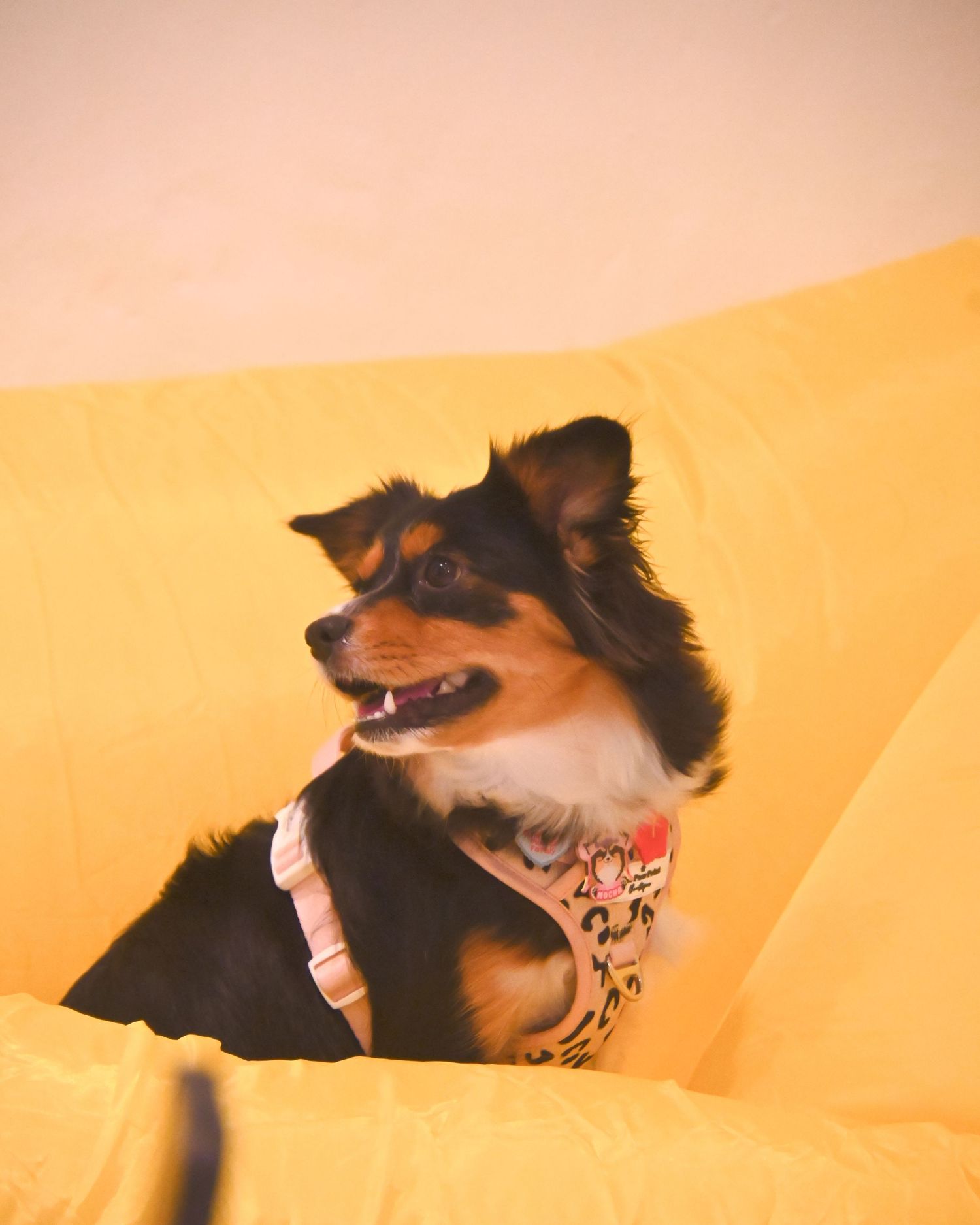 Black and tan dog wearing a patterned harness against a yellow background.