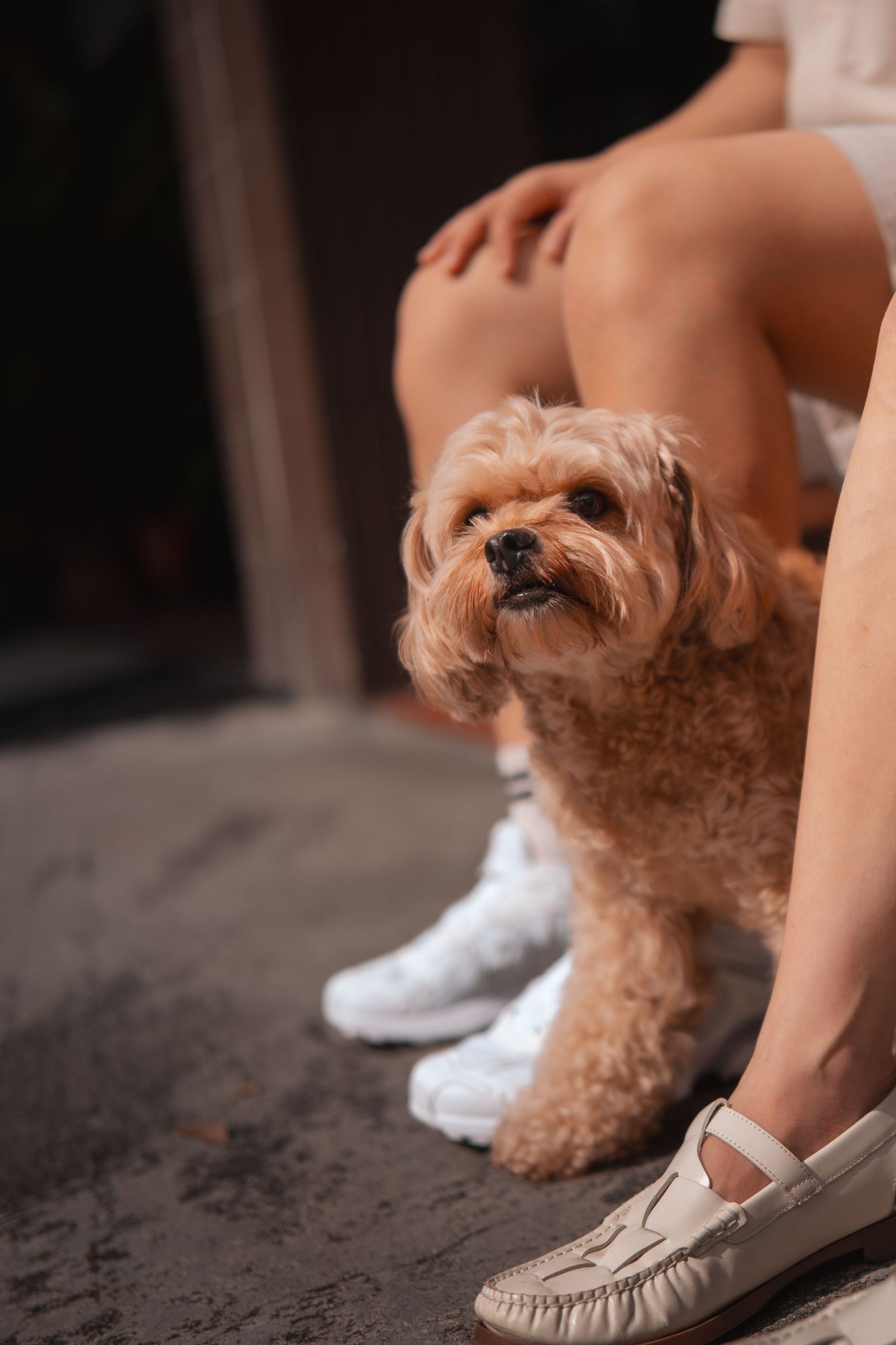 A small brown poodle mix dog sits next to someone wearing beige moccasin shoes on a dark surface.