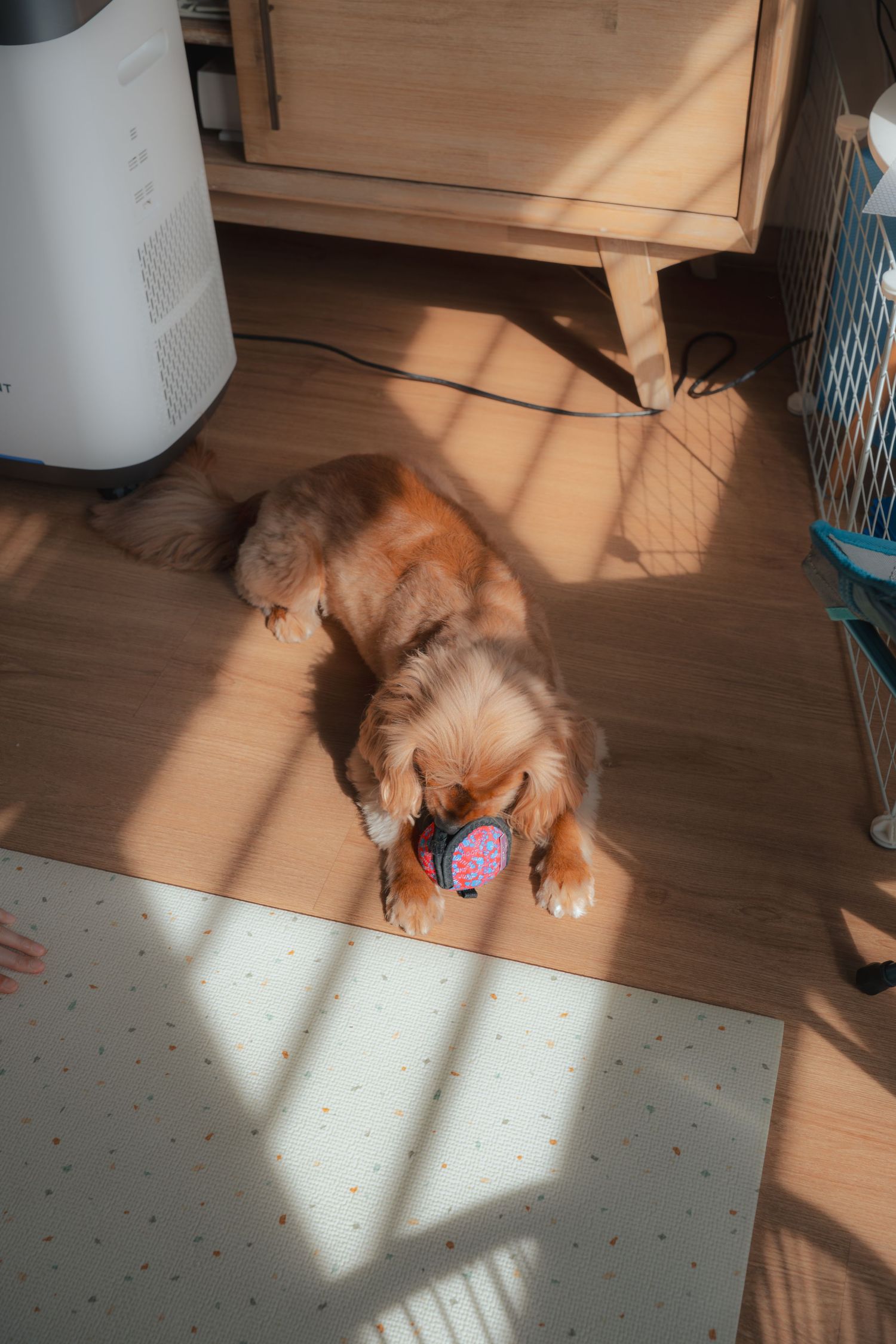 A golden retriever dog lying on a wooden floor in sunlight, playing with a small colorful toy near furniture.