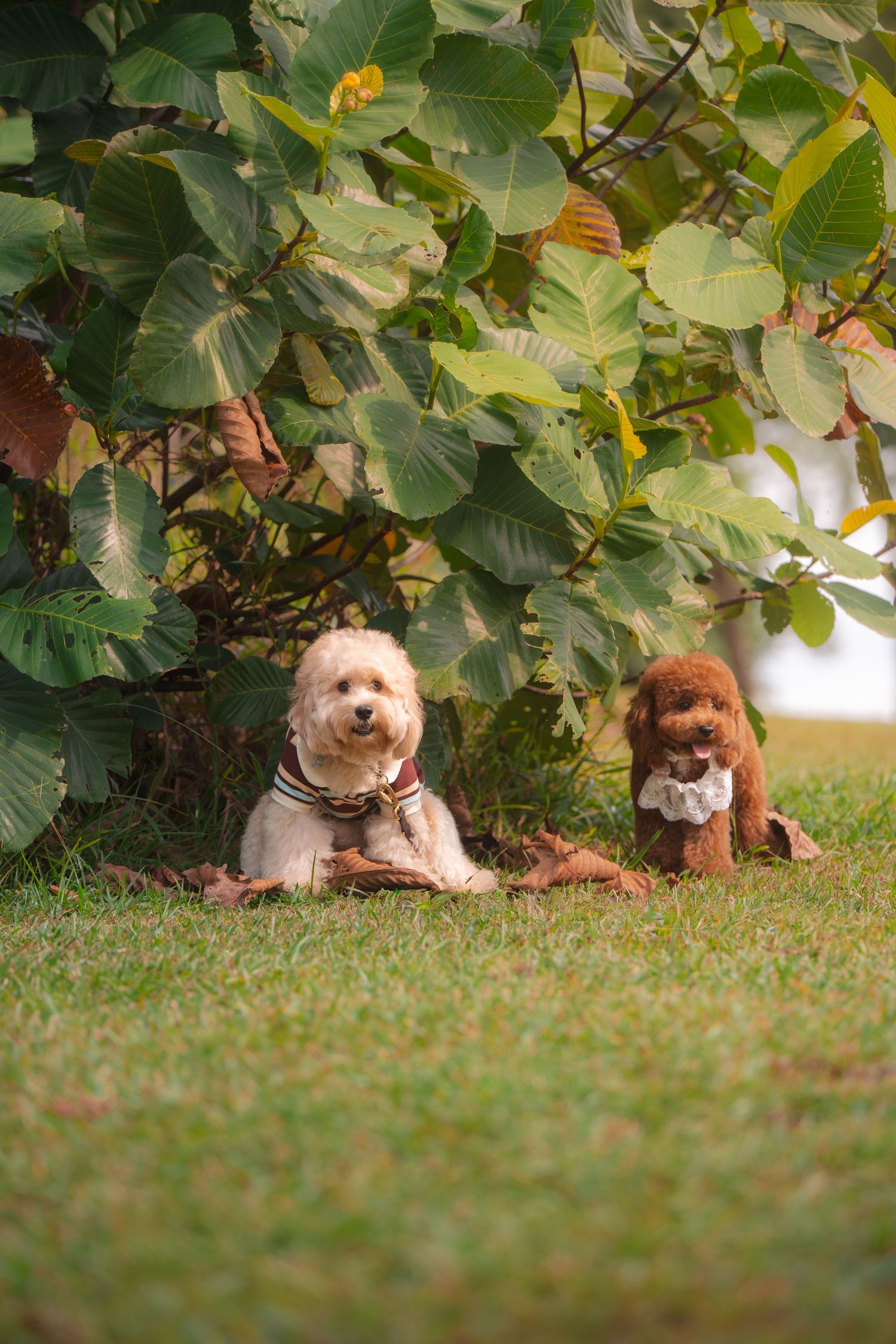 Two small dogs, a cream and a brown poodle, sitting together on green grass beneath a leafy bush outdoors.