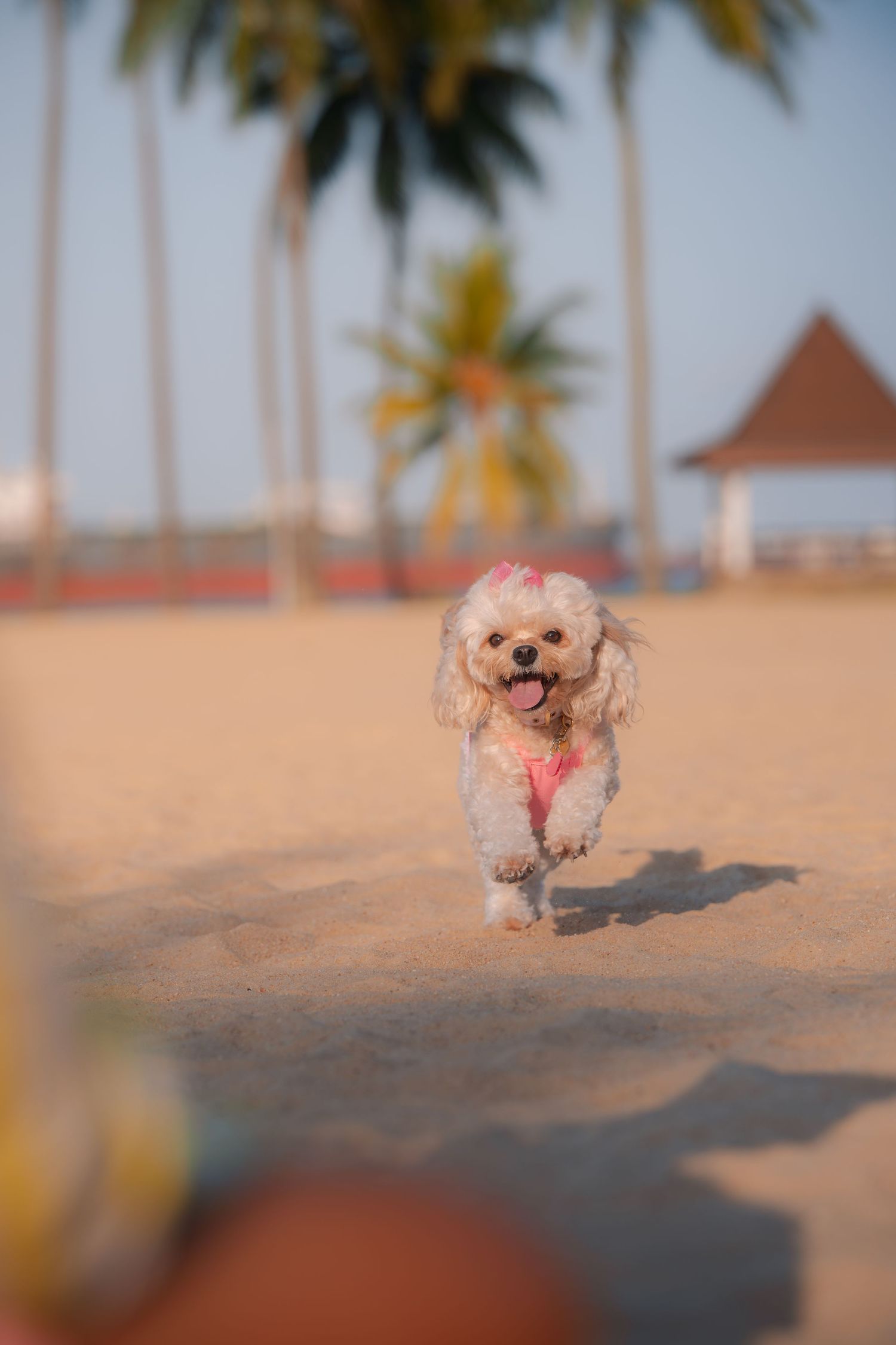 A fluffy white poodle with pink highlights runs happily on a sandy beach with palm trees in the background.