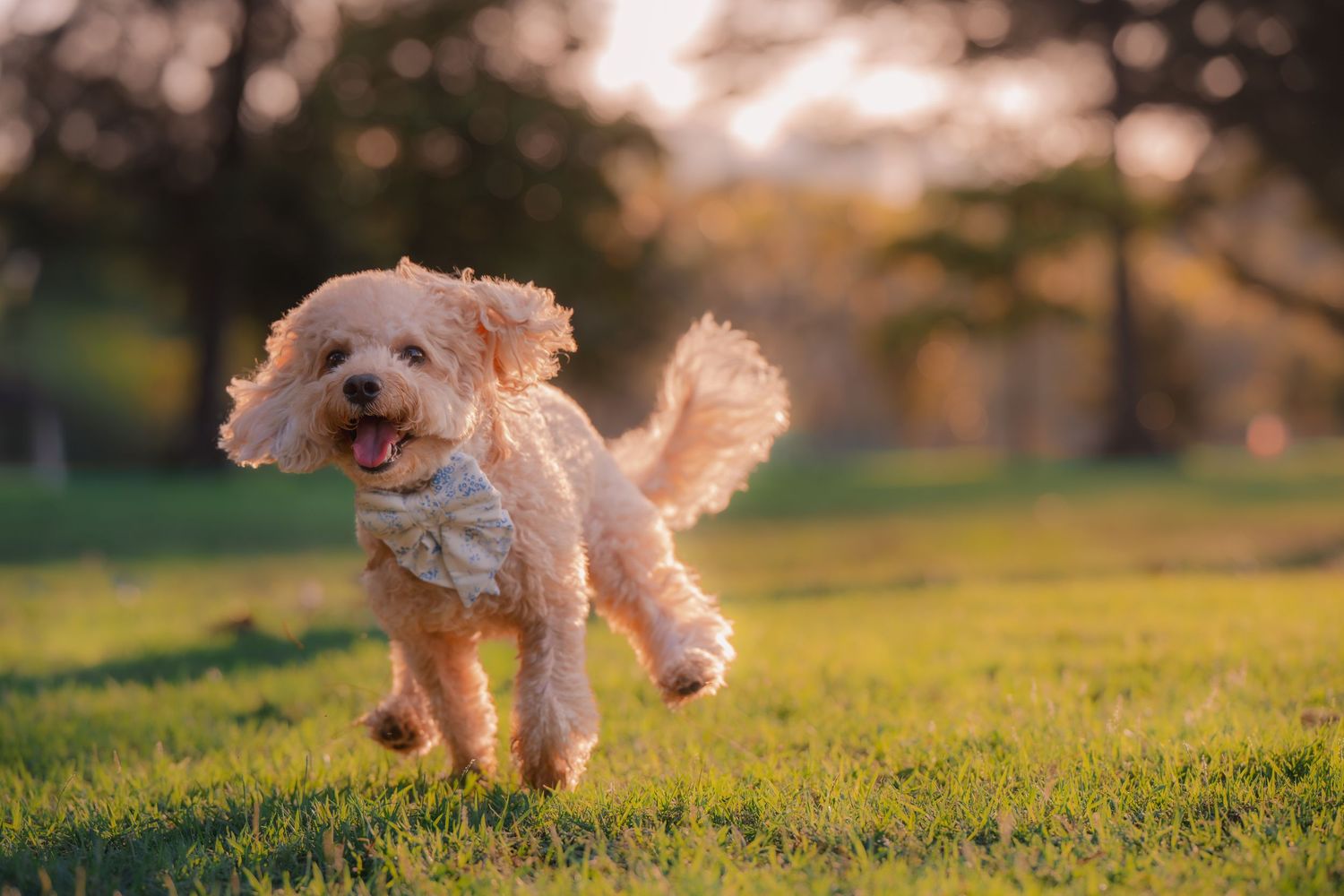 A fluffy golden Maltipoo puppy runs joyfully through a sunlit green park with its mouth open and tail raised.