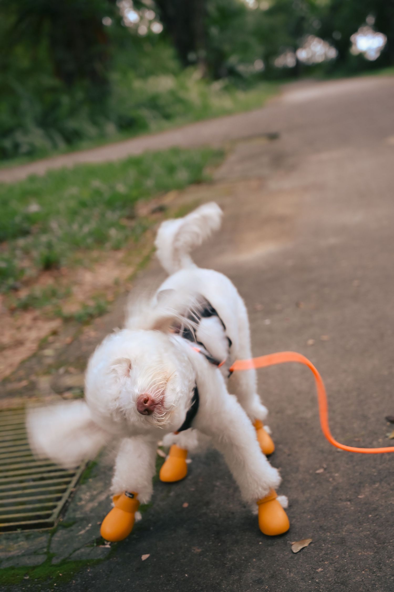 Small white dog wearing orange boots playing on a path.