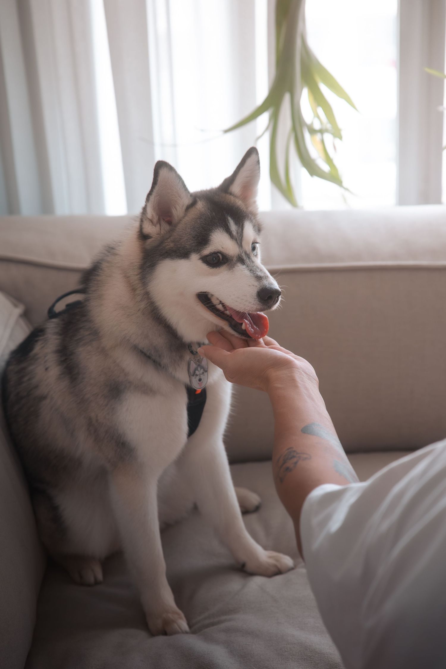 Husky dog playfully bites and nibbles on someone's arm while lying on a couch in a series of four photos.