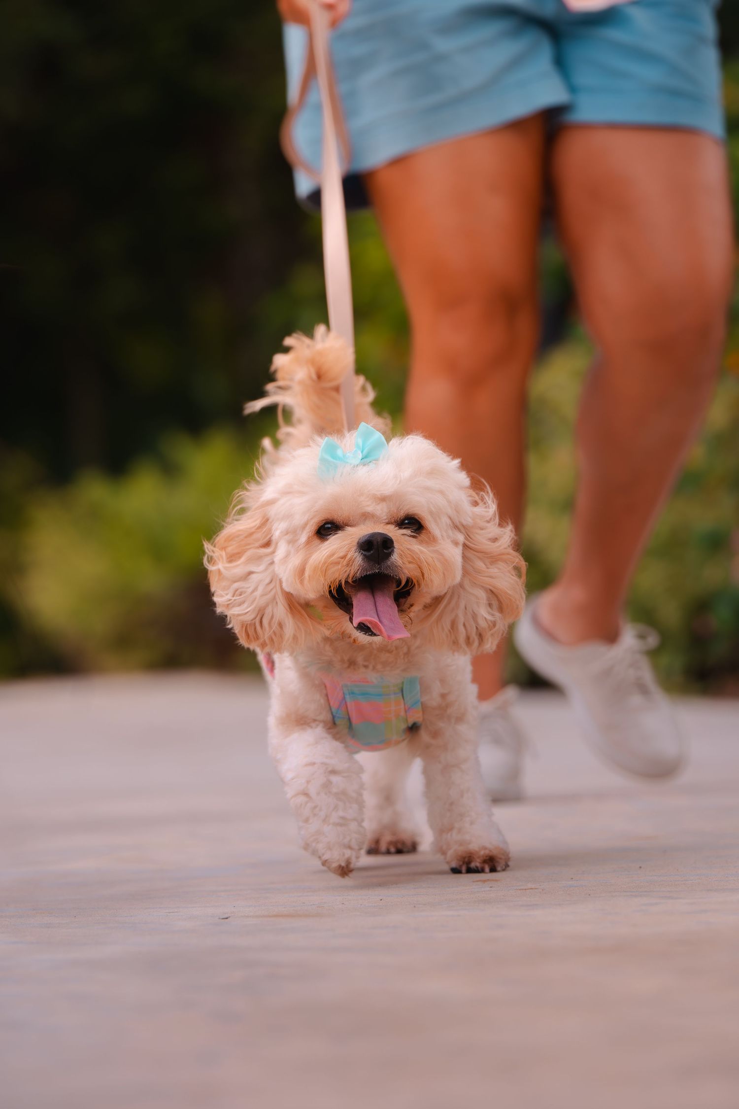 A small white fluffy dog wearing a blue bow walks on a concrete path.
