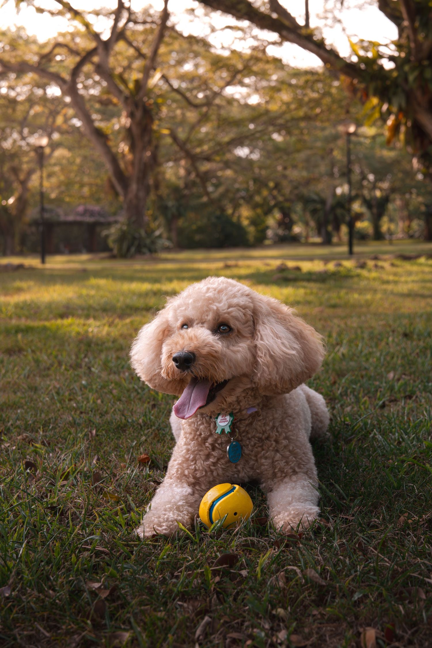 A fluffy cream poodle puppy sits on green grass in a sunny park, tongue out, with a yellow tennis ball nearby.