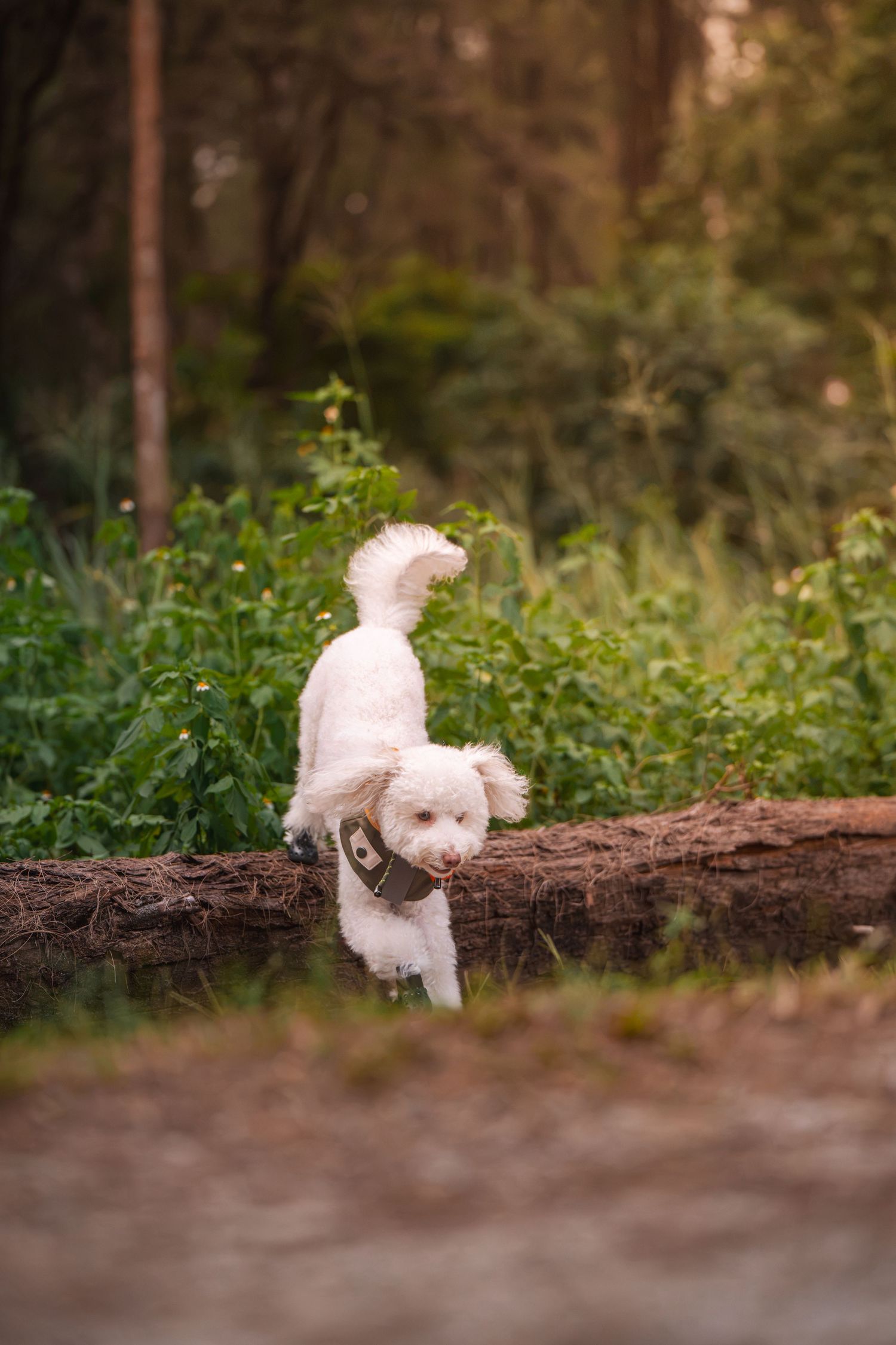 A fluffy white dog wearing a collar climbs over a fallen log in a lush green forest setting.
