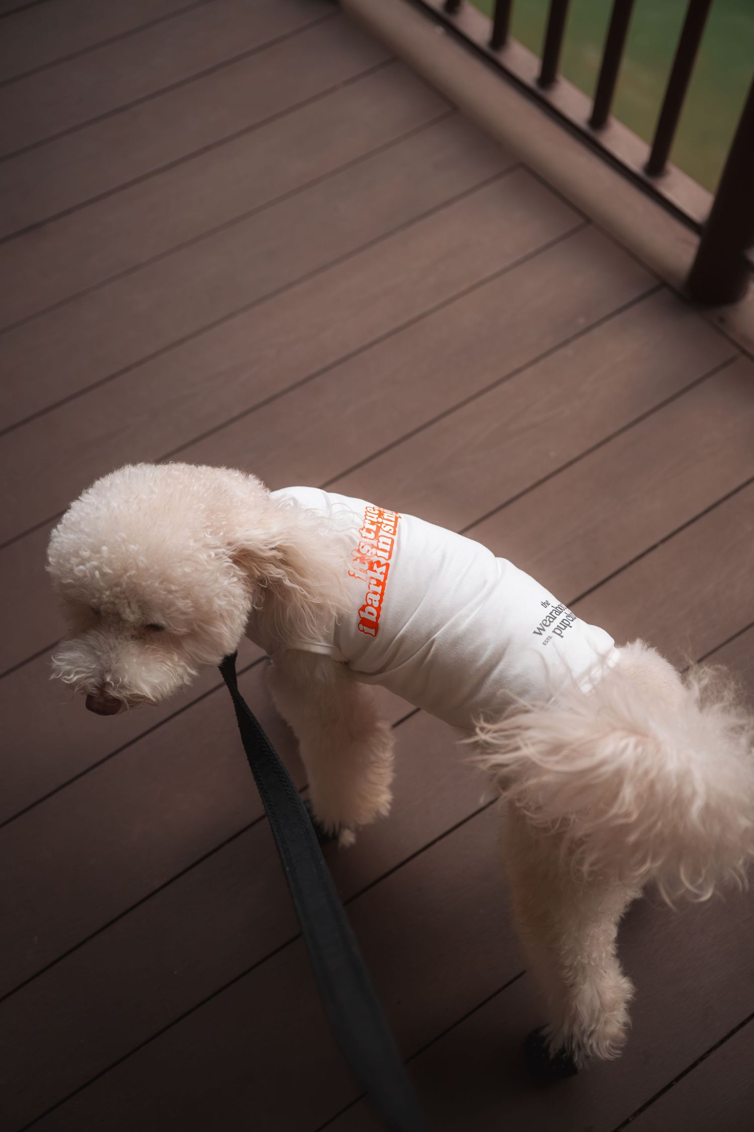 White fluffy poodle wearing a branded shirt on a wooden deck with a leash.