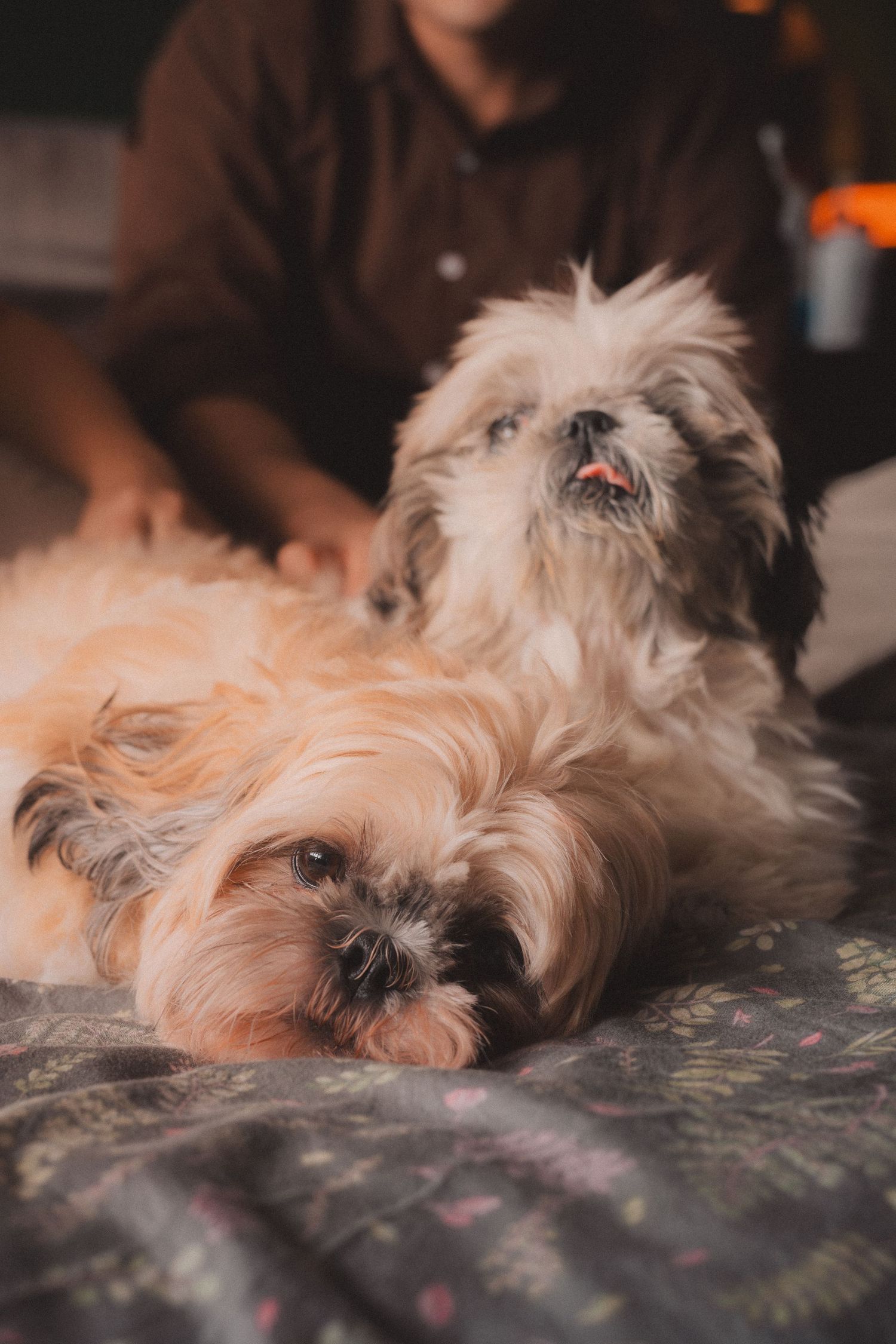 Two fluffy Shih Tzu dogs with long cream-colored fur resting together on a patterned surface in warm lighting.