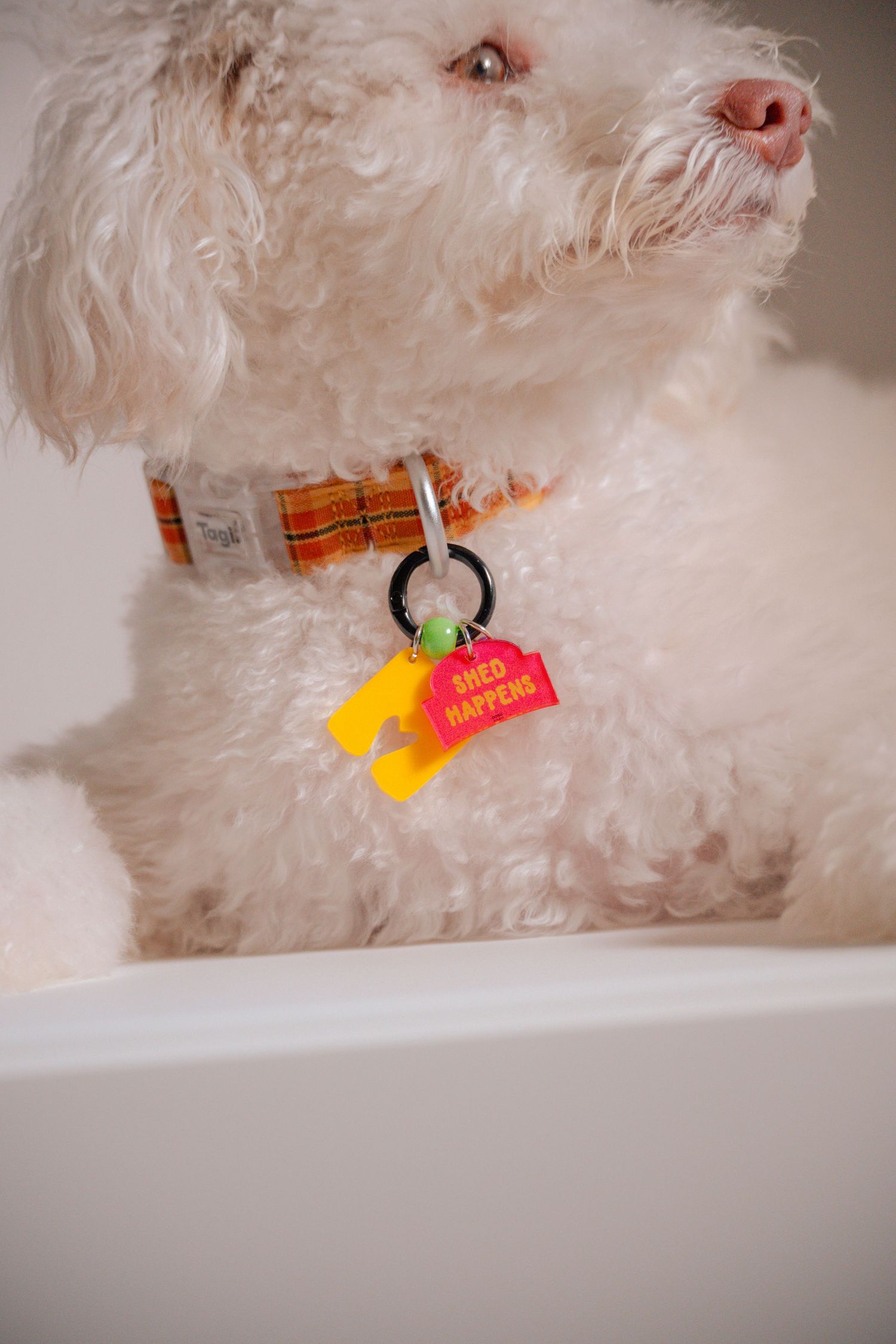 Side view of white dog wearing plaid collar with colorful tags.