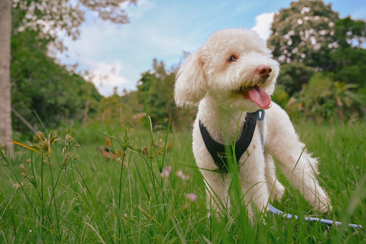 A happy white dog in a black harness sitting in a sunny meadow.