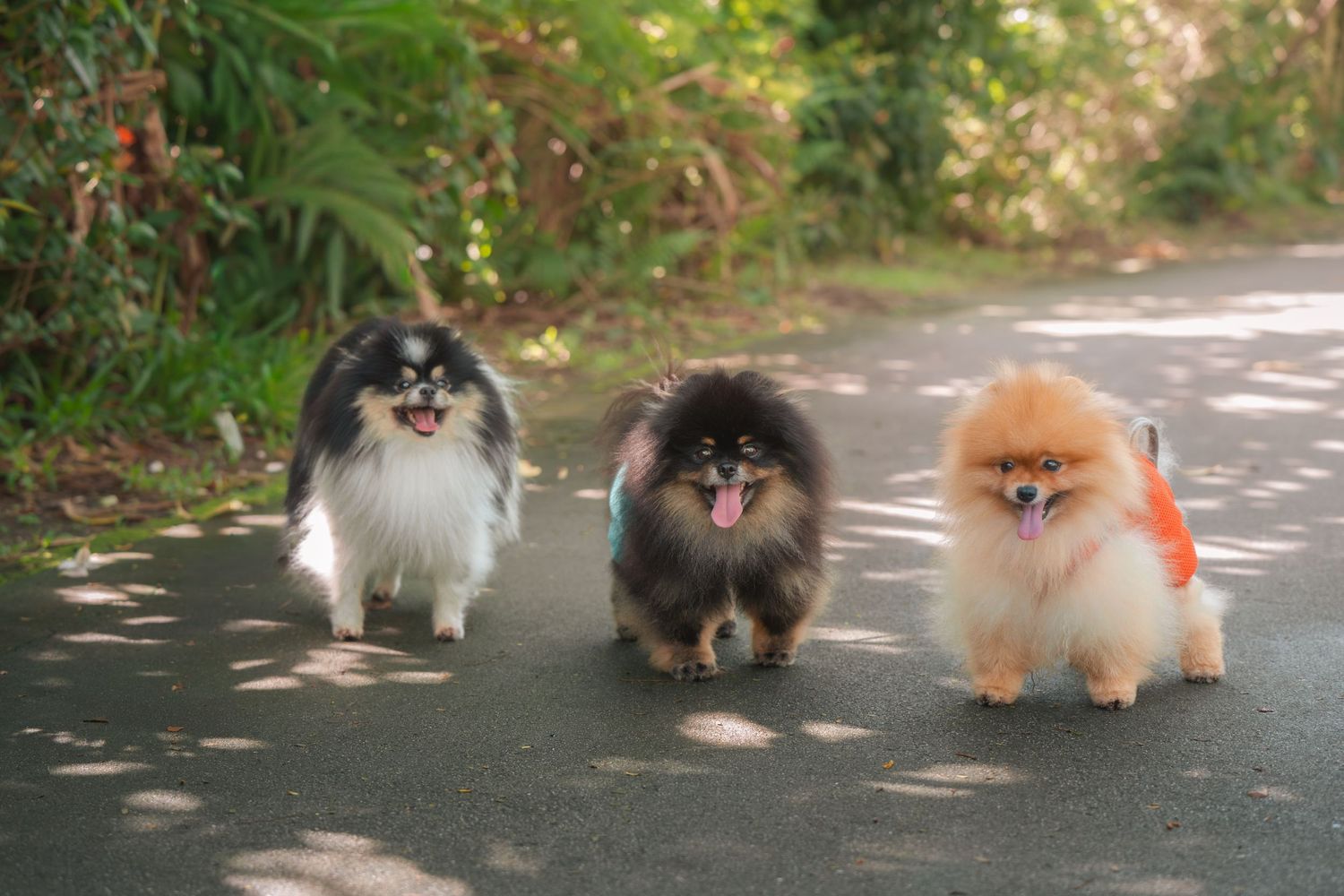 A group of small fluffy Pomeranian dogs walking together on a paved path surrounded by greenery.