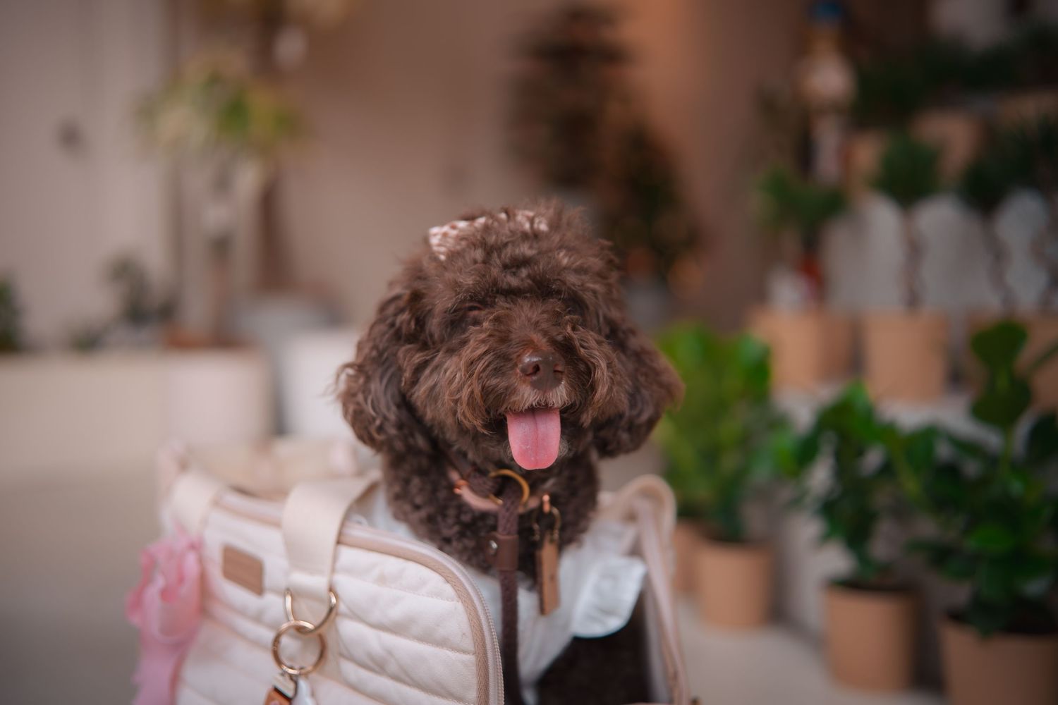 A brown toy poodle puppy with curly fur sits on a pink blanket surrounded by indoor plants and home decor.