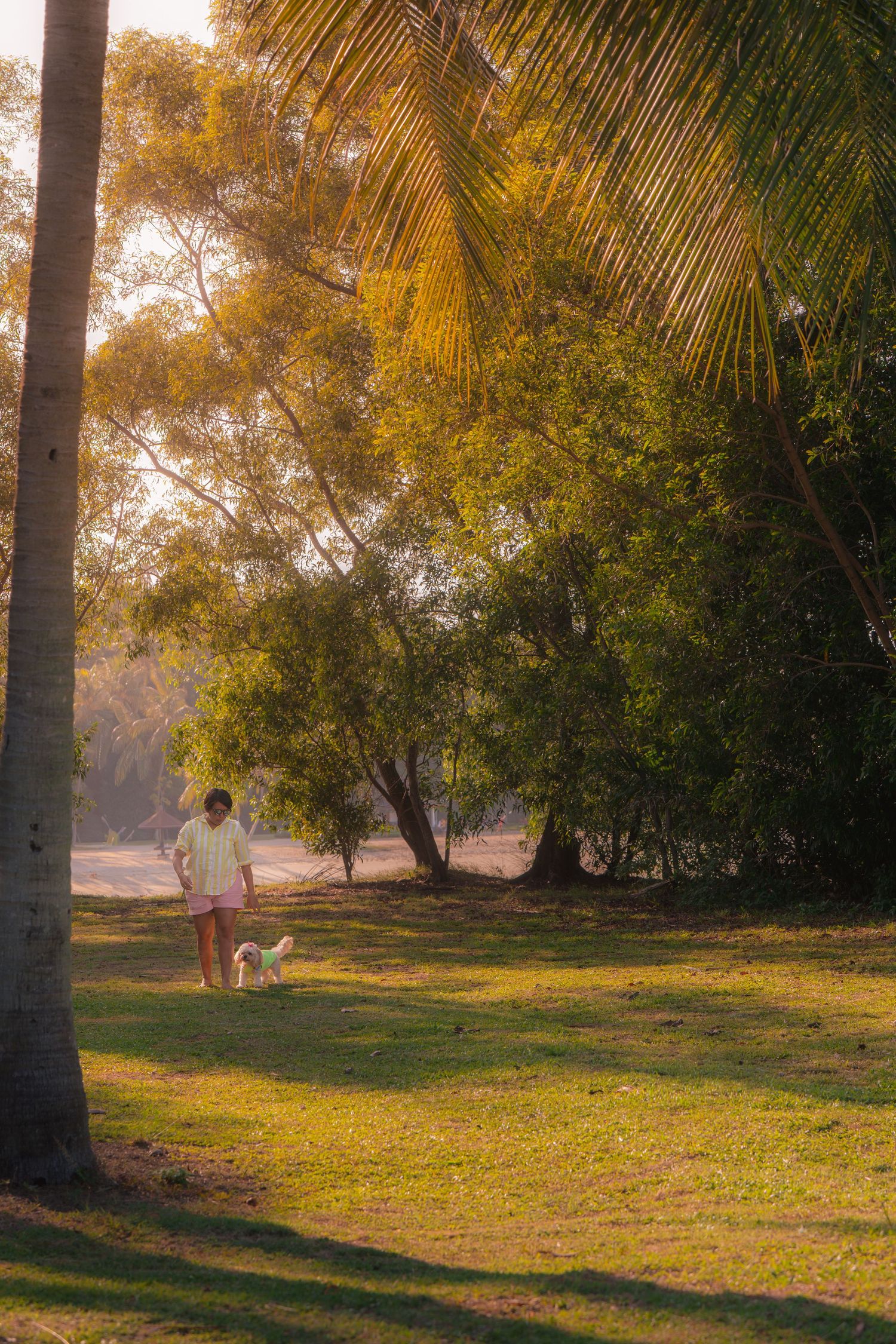 Person walking a small white dog through a lush tropical park with palm trees in warm golden sunset light.