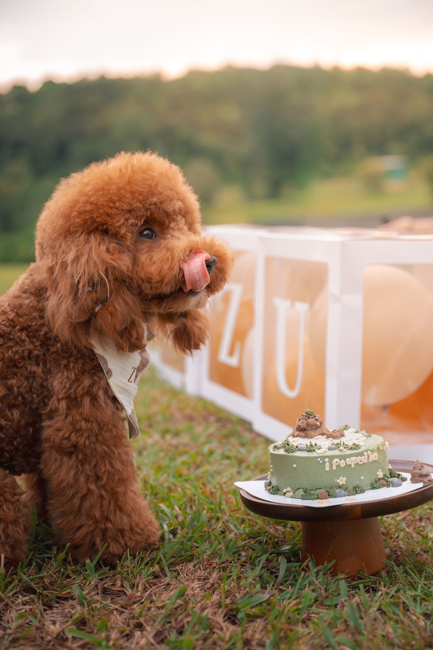 A fluffy brown toy poodle licks its nose beside a small green birthday cake outdoors on grass.