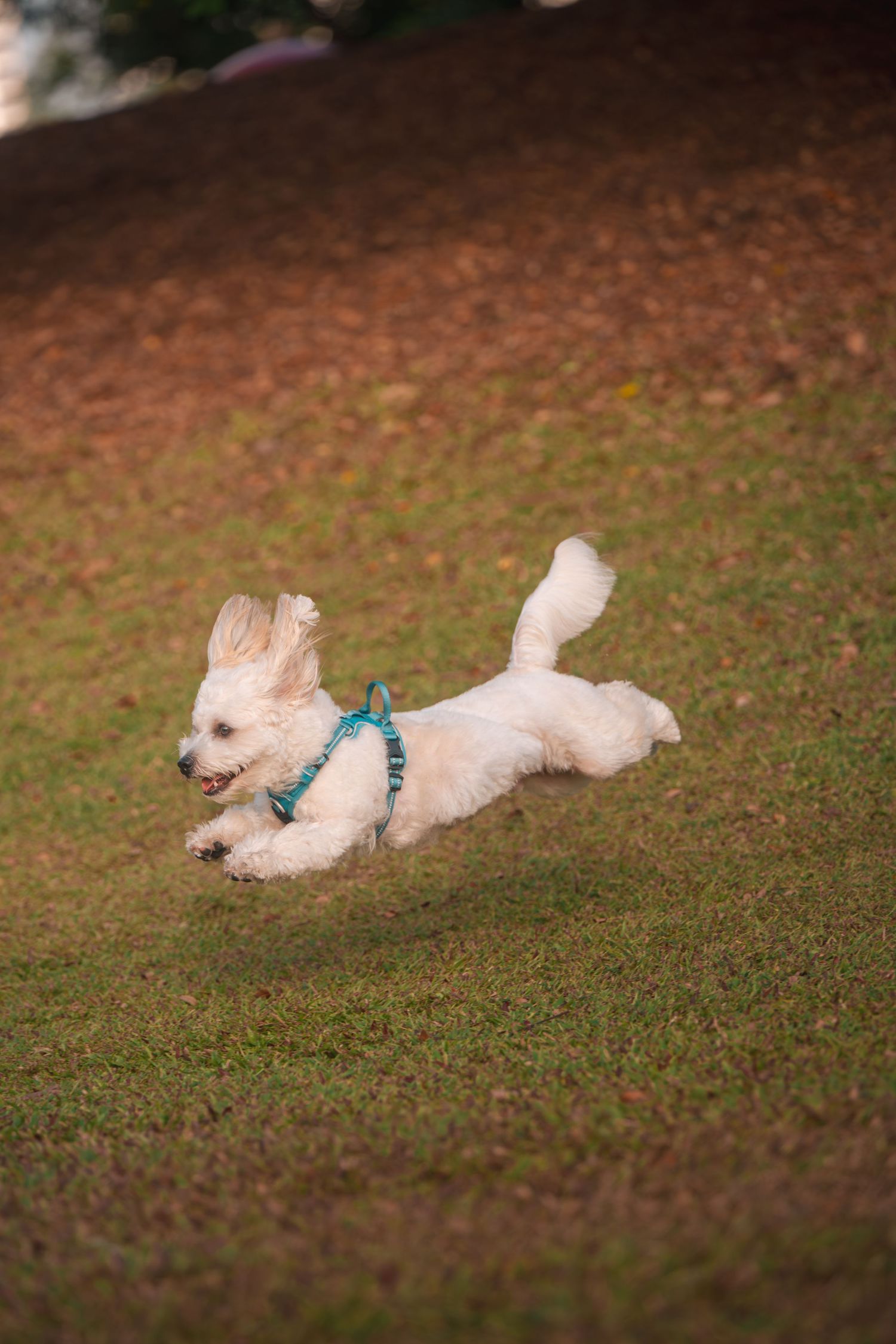 A fluffy white dog wearing a teal harness leaps joyfully across a green grass lawn.