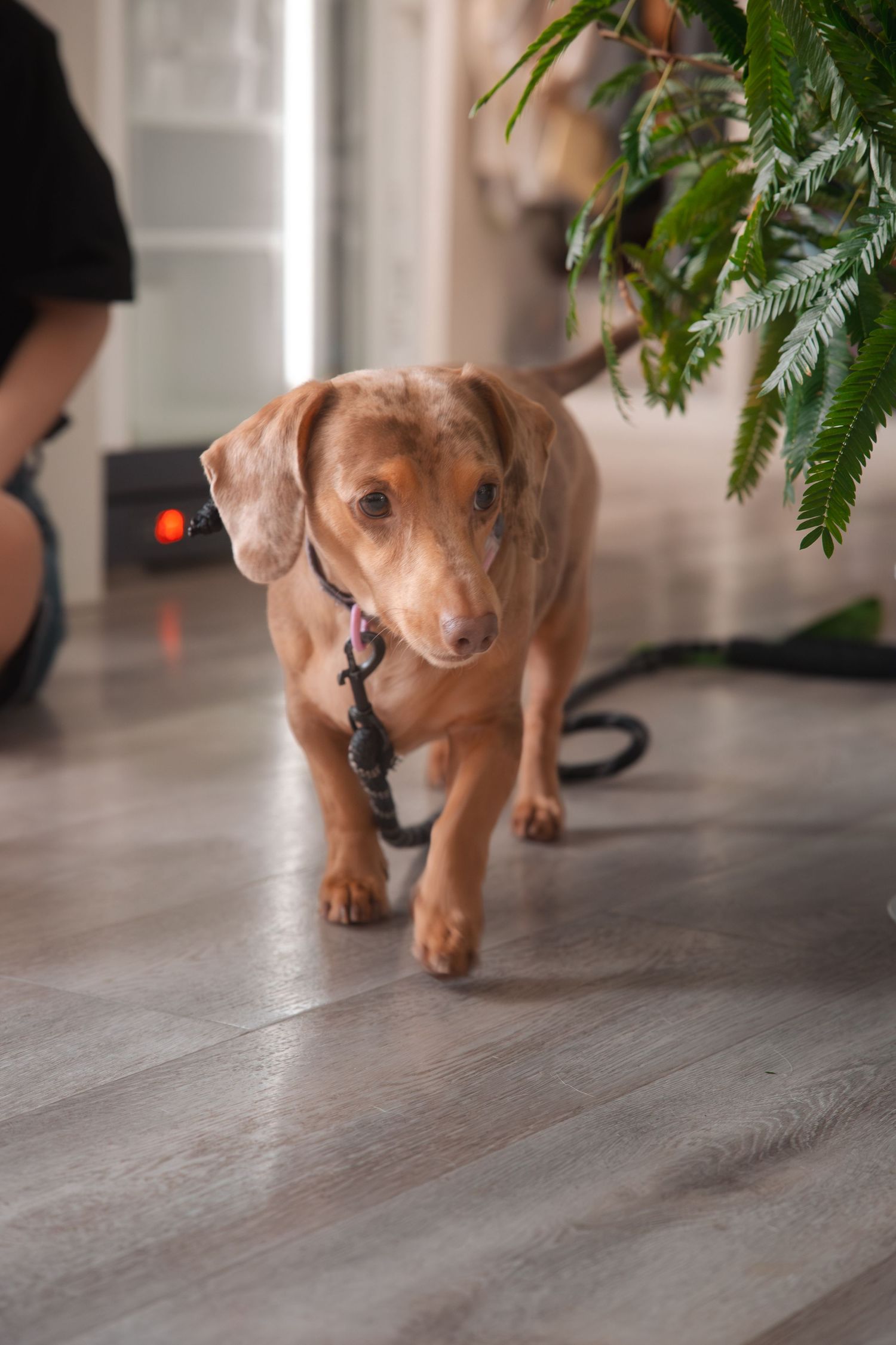 A brown dachshund puppy walks across a gray hardwood floor under a houseplant.