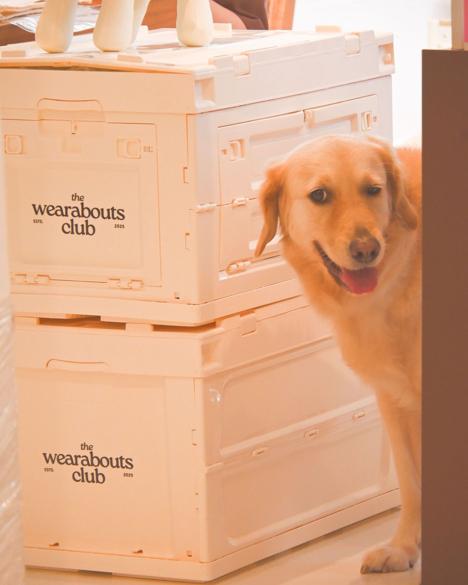 Golden retriever peeking around white storage boxes labeled 'wearabouts club'.