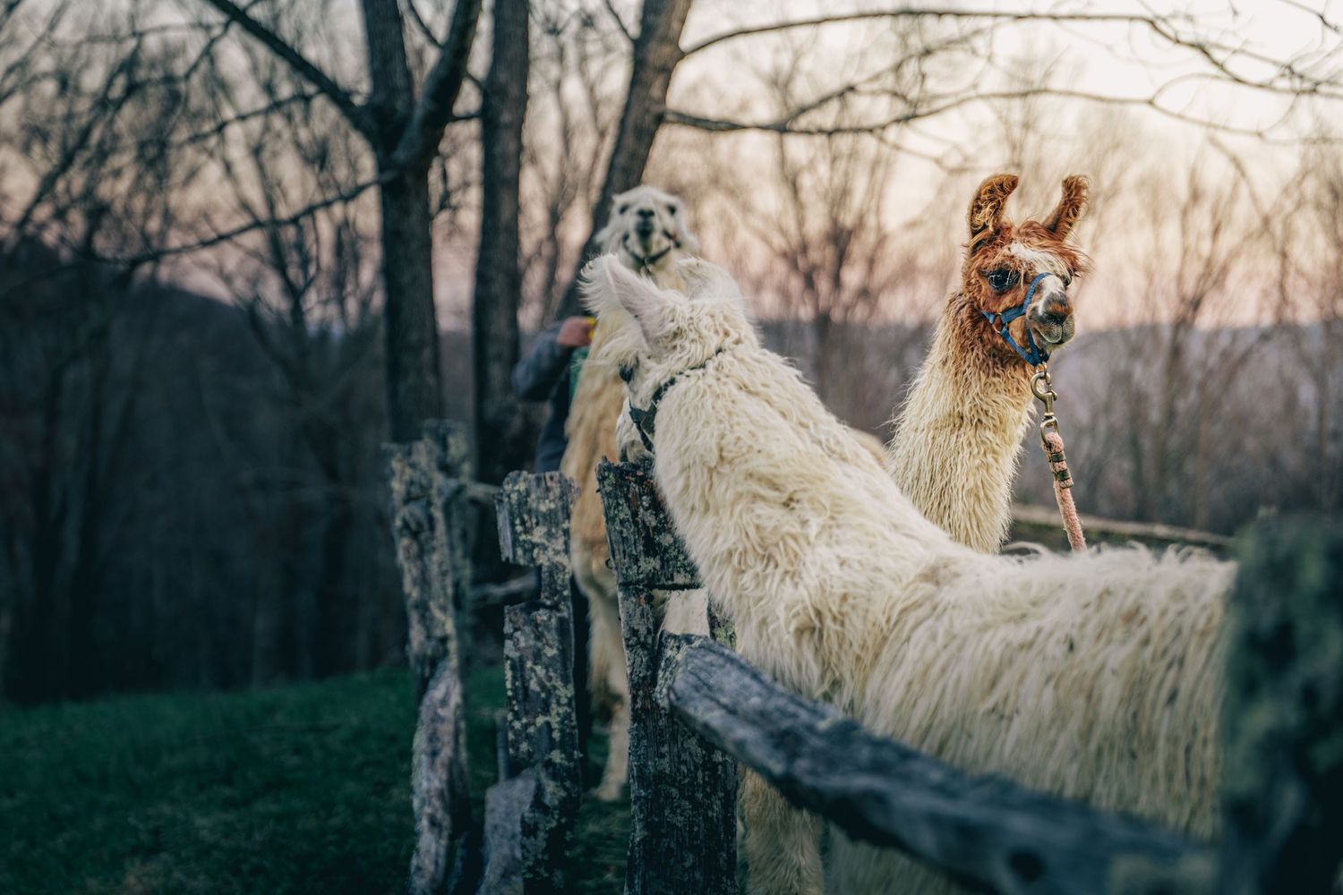 Two fluffy llamas peering over a rustic wooden fence at sunset with bare trees in the background.