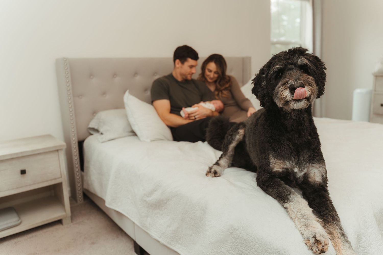 Parents gently cradling newborn while the proud doggy sits at the edge of the bed during a lifestyle newborn session in Charlotte, NC.