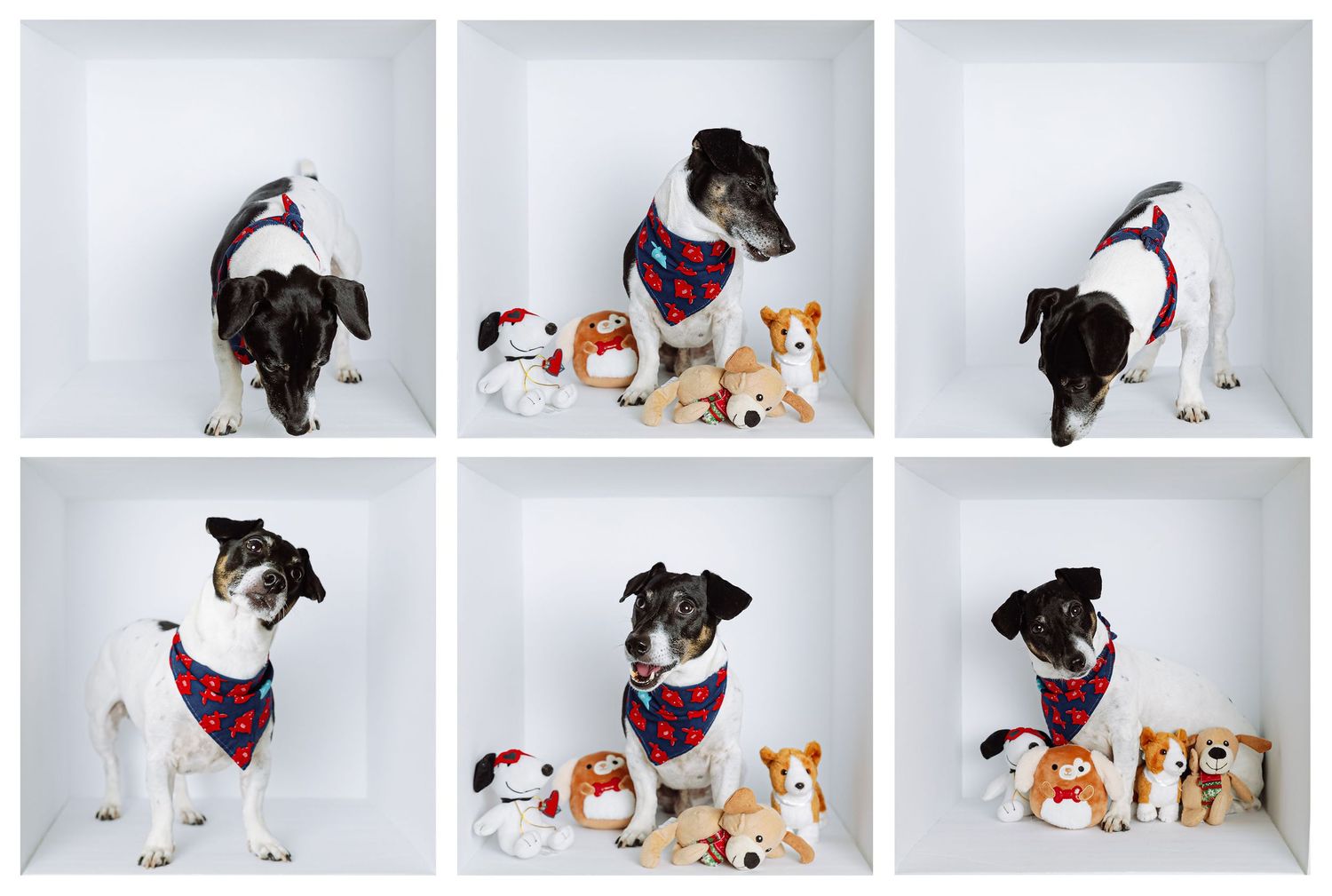 Playful dog portrait session captured in a clean studio setting, jack russell terrier