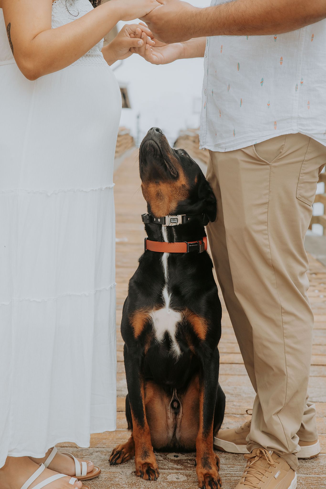 Dog sitting beside its owners during a minimalist pet photography session