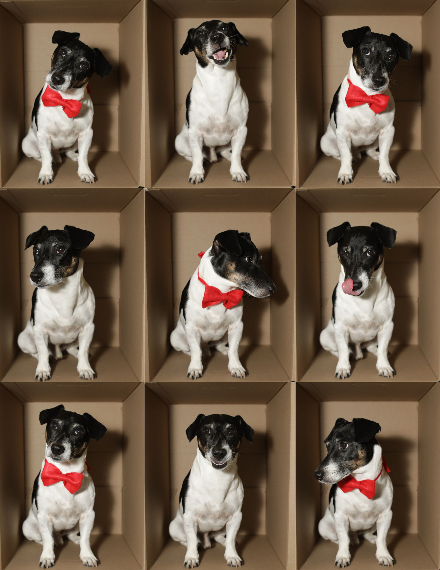Collage of nine photos of a Jack Russell terrier wearing a red bow tie in cardboard boxes.