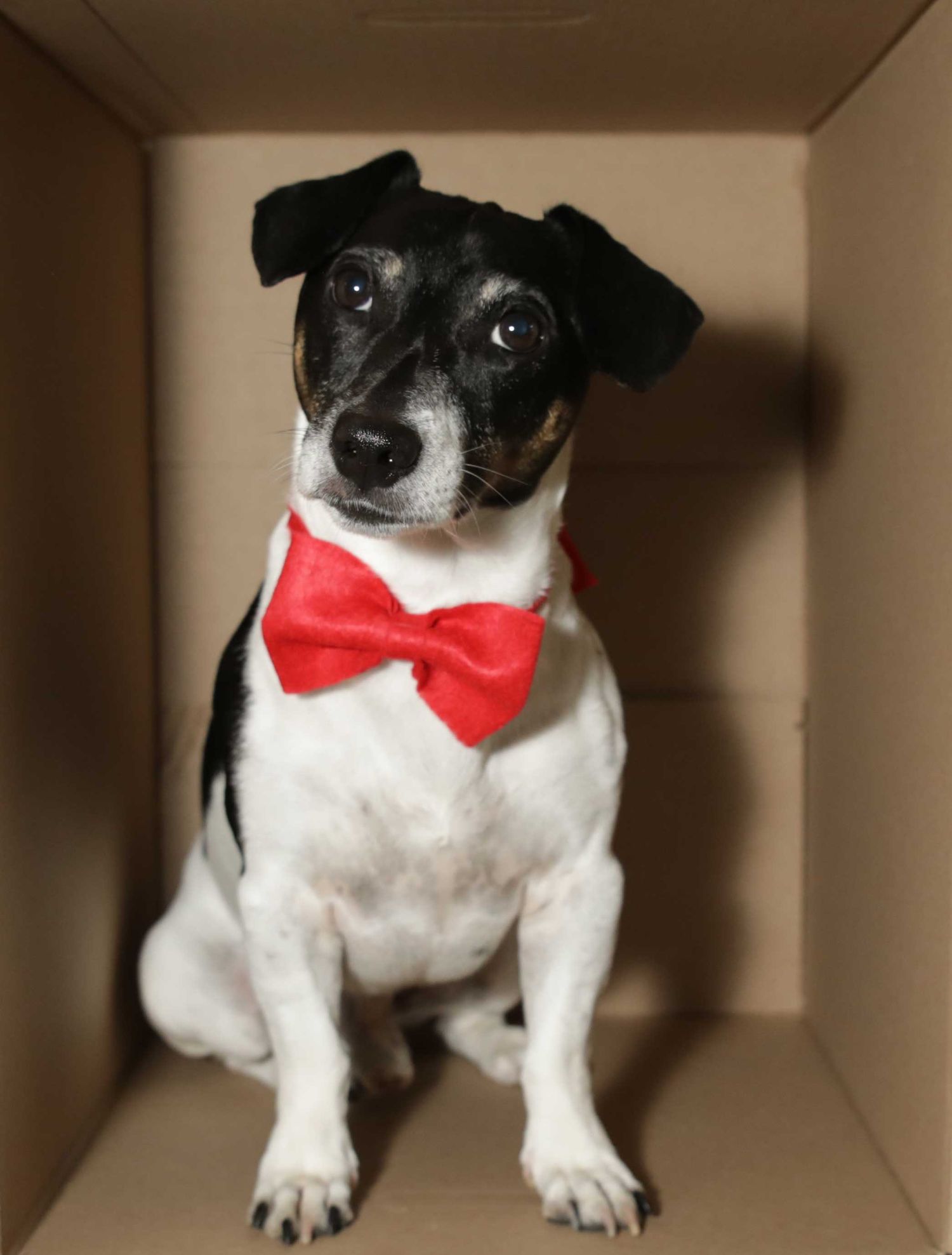 Cute black and white Jack Russell terrier wearing a red bow tie sitting in a cardboard box.